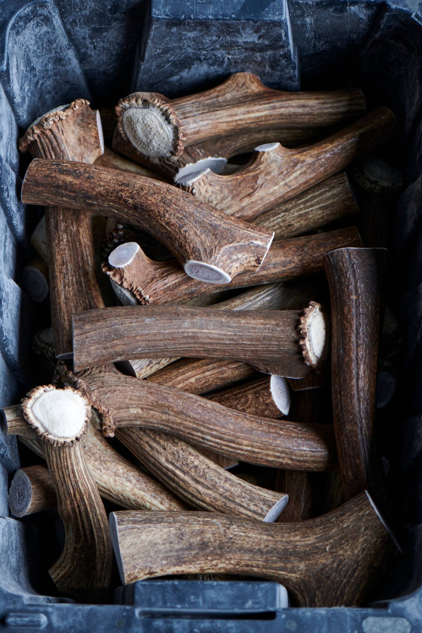 Whole Elk Antler Dog Chews