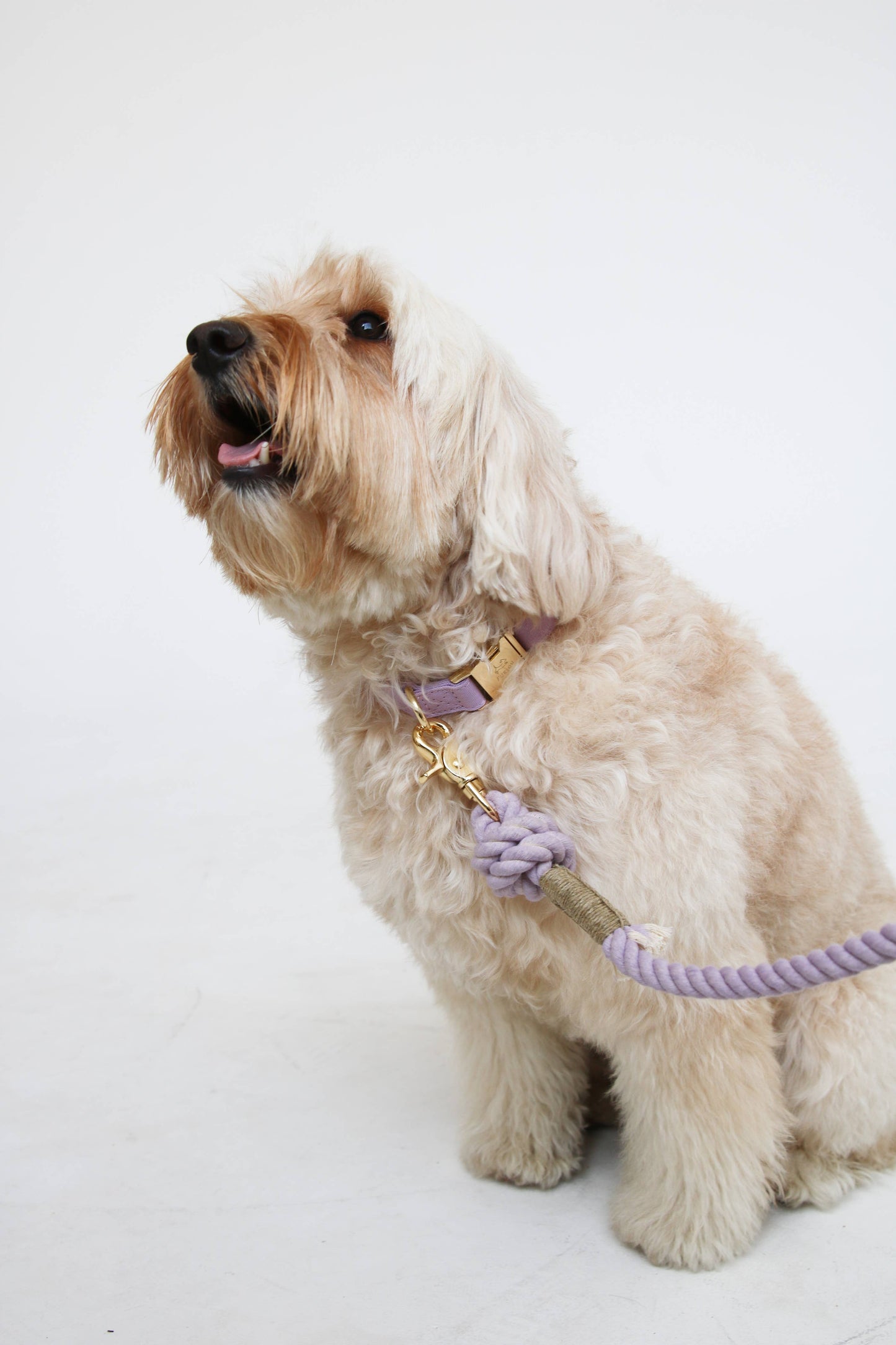 Lavender Dog Collar