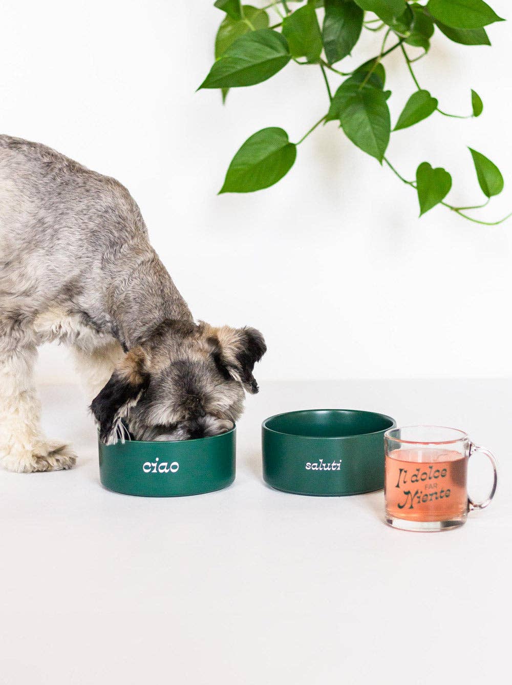 Saluti Ceramic Dog Bowl