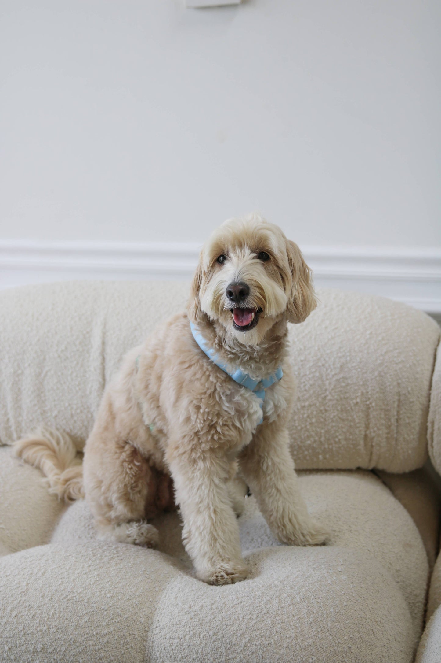 Blue & Sage Green Dog Strap Harness
