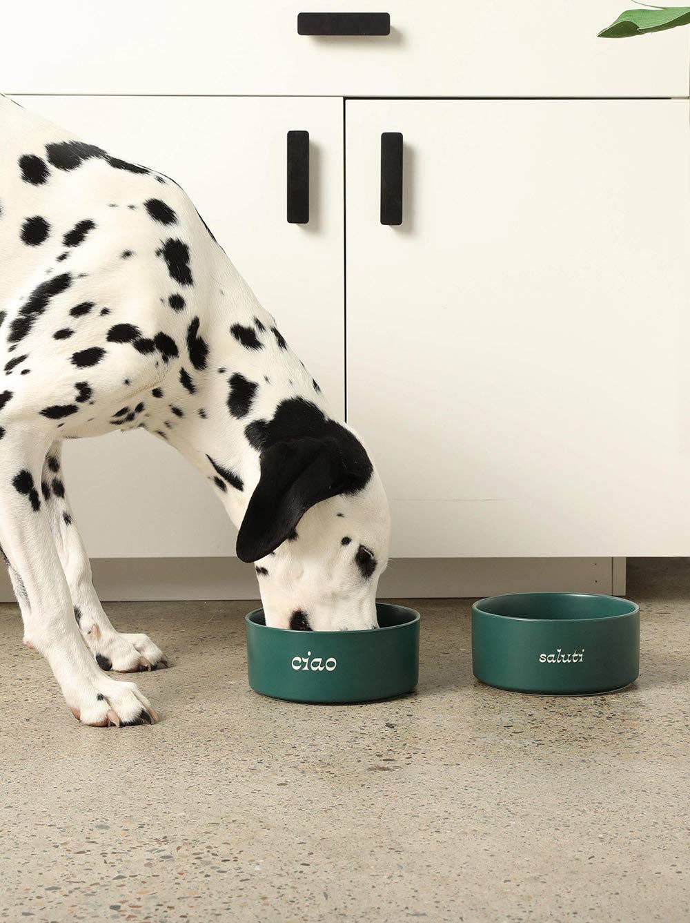 Saluti Ceramic Dog Bowl
