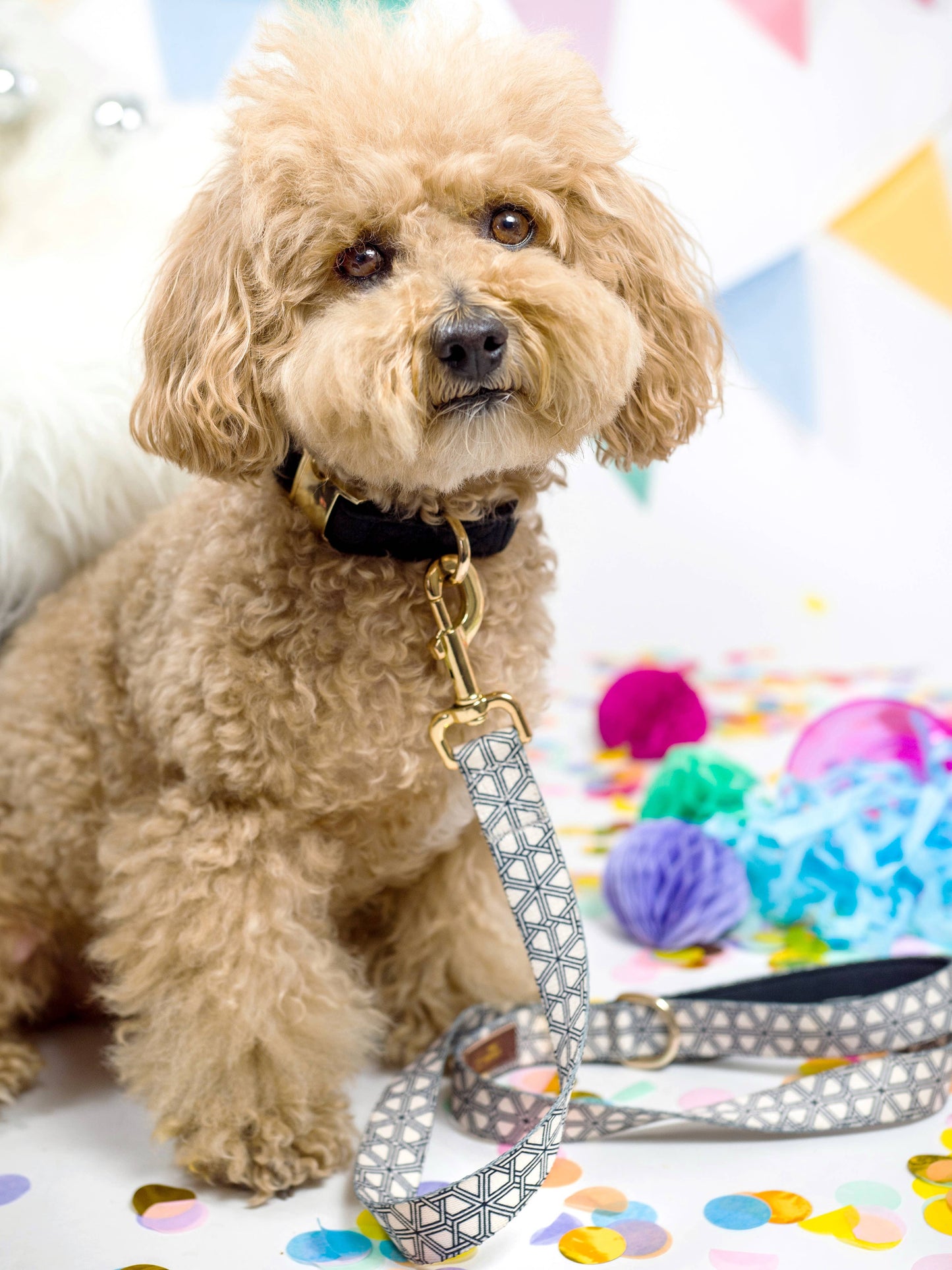 Ryan Black Dog Collar