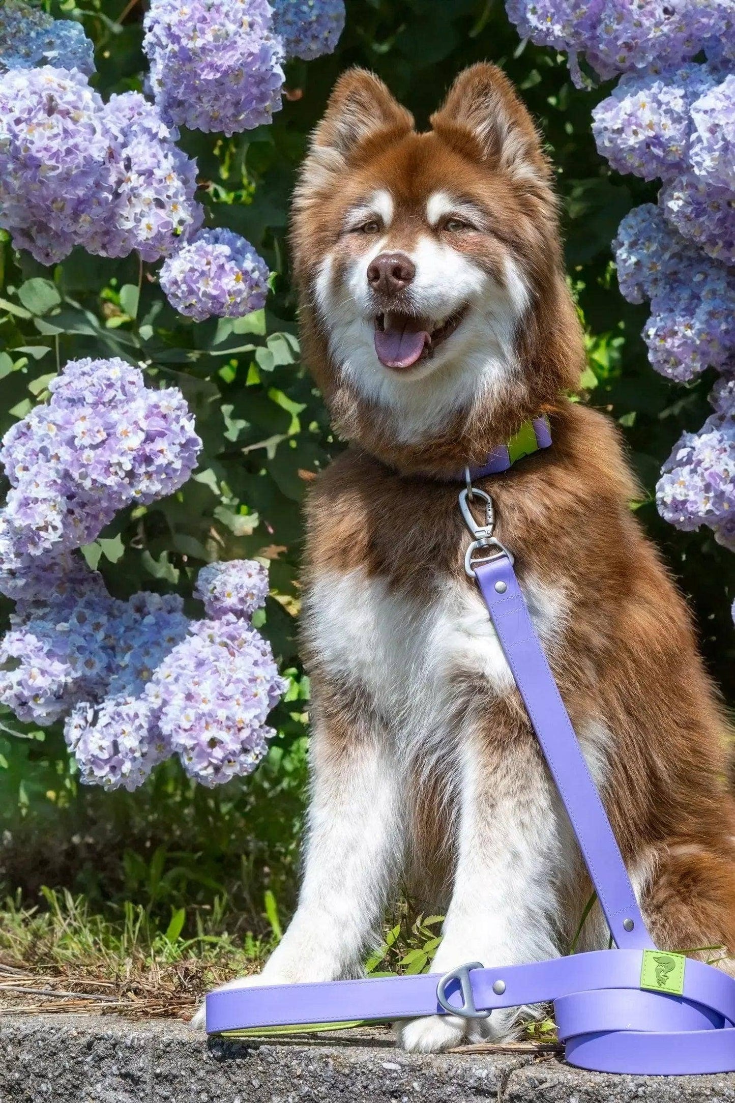 Lavender Garden Waterproof Dog Collar: Lavender / Meadow Green / 17 - 20