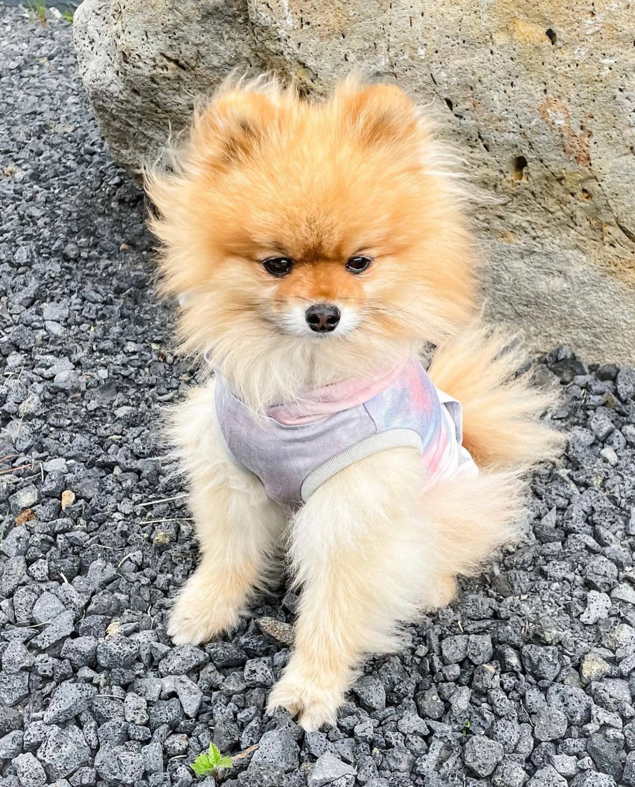 Tie Dye Dog Hoodie