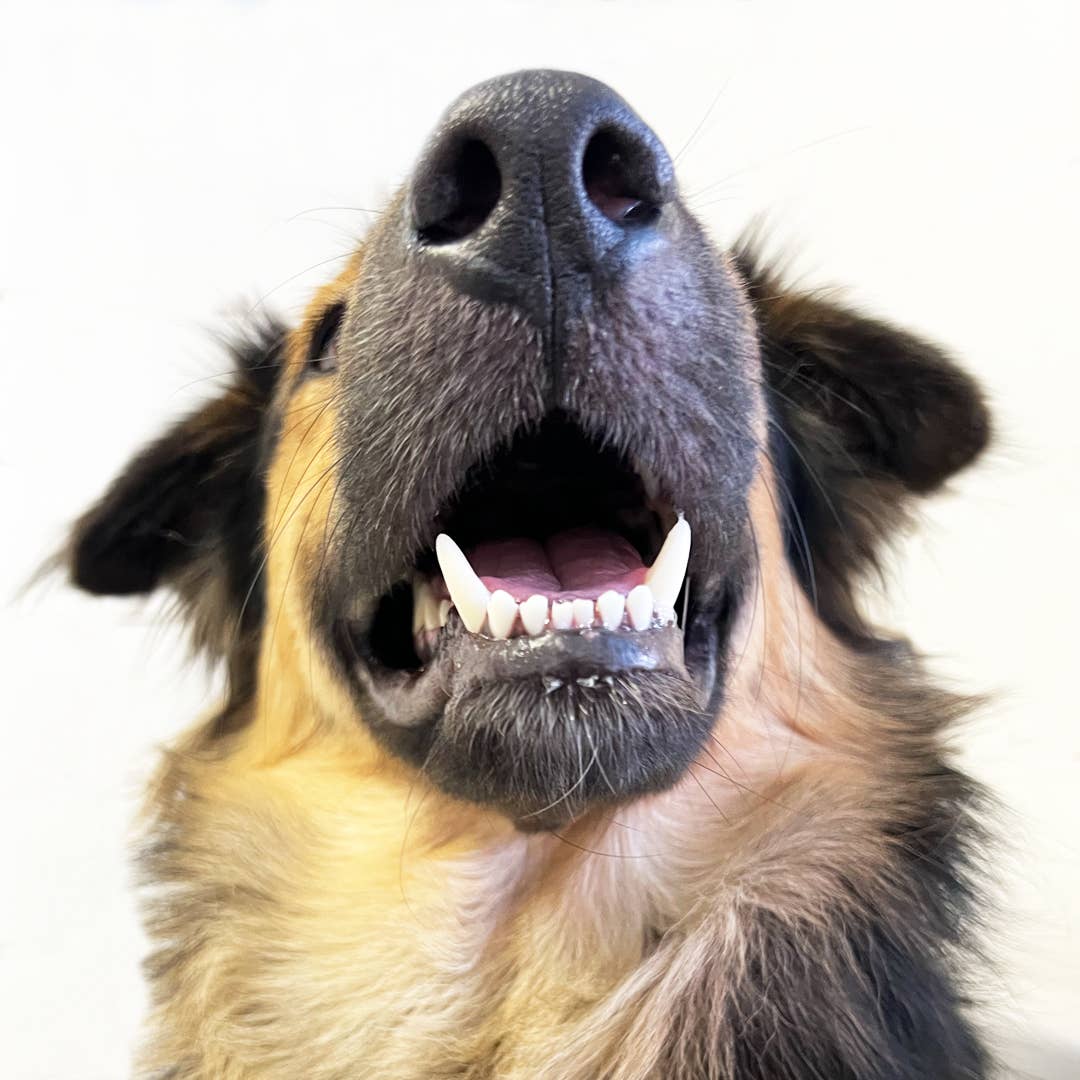 Gizzls 100% Natural Dental Dazzle Dog Treats