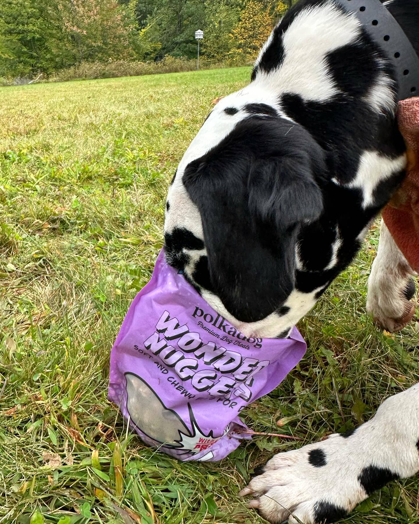 Wonder Nuggets, Pork & Apple Dog Treats