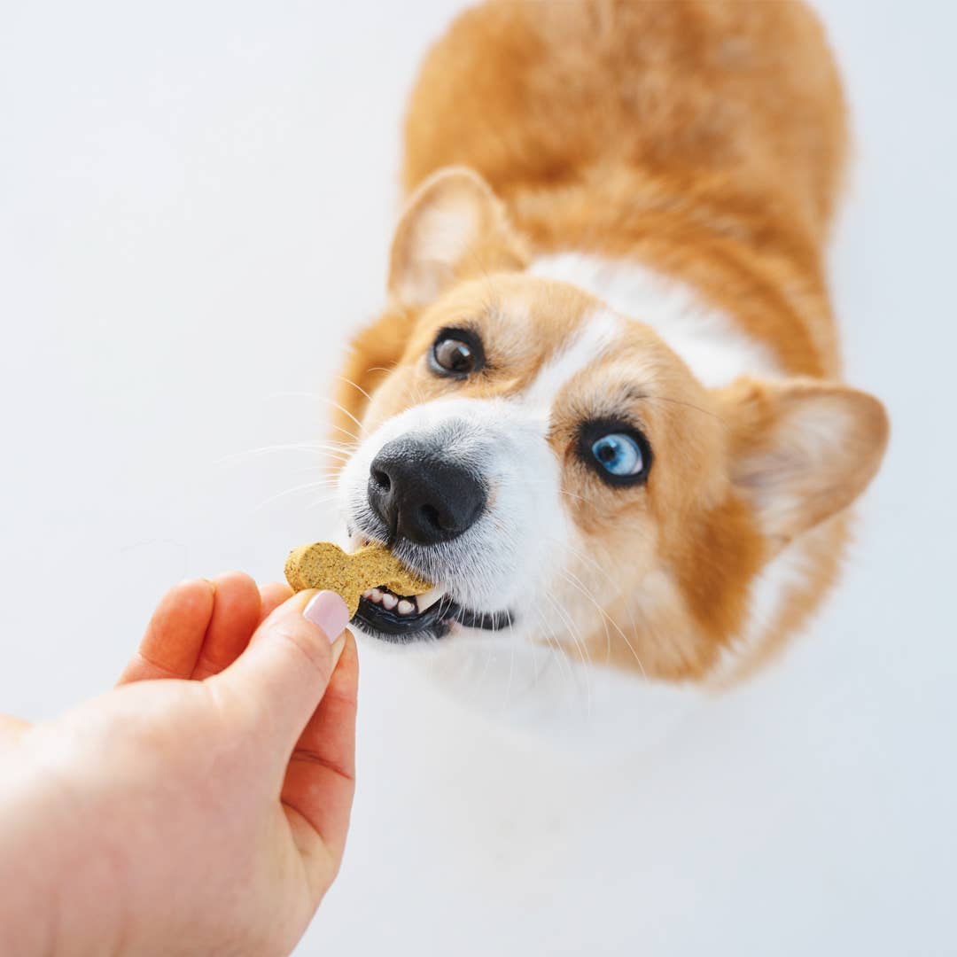 Gizzls Brain Booster Dog Treats (200g)