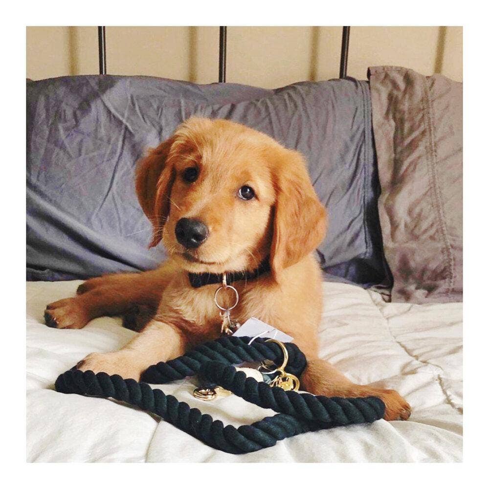 Ryan Black Dog Collar