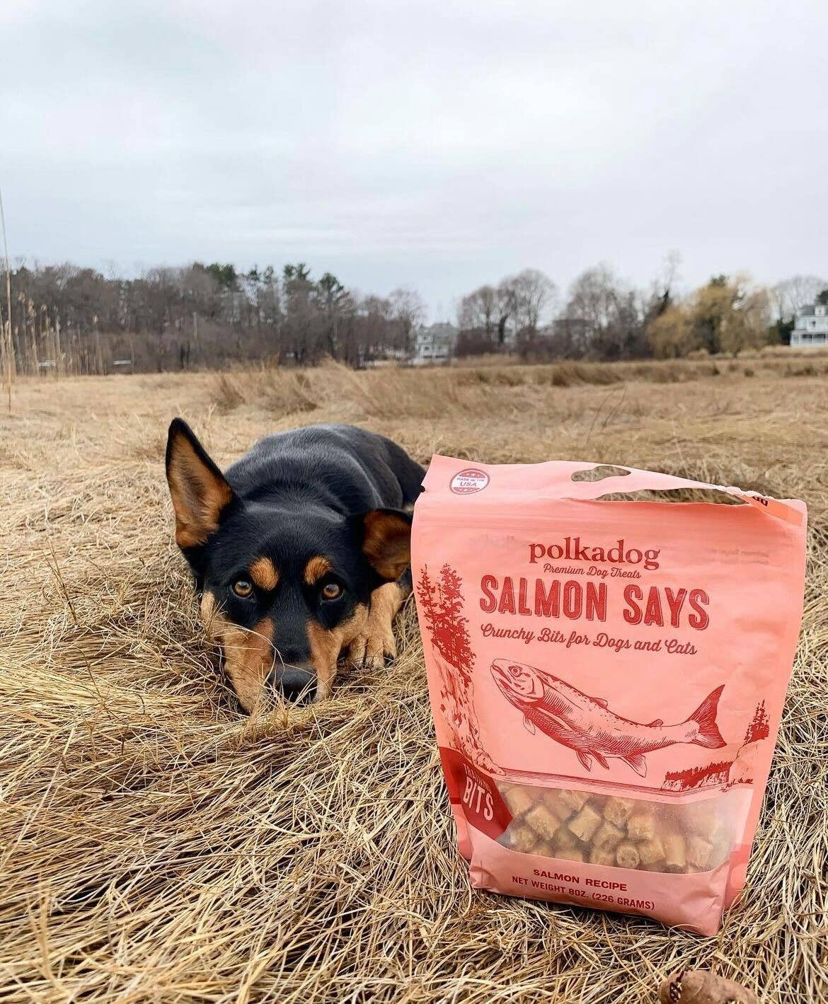 Salmon Says Training Bits - 7oz - Dog Treats