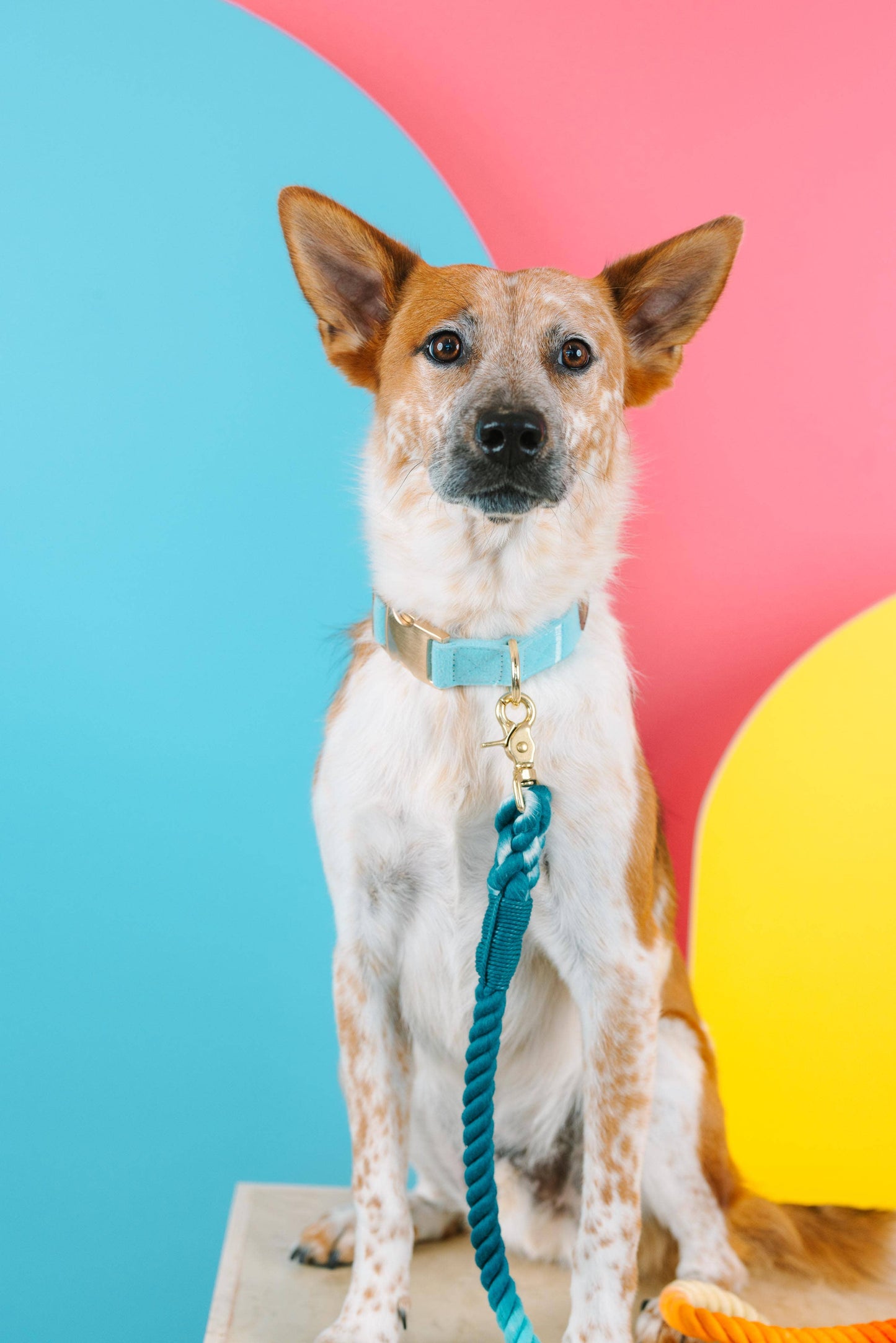 Perry Blue Dog Collar