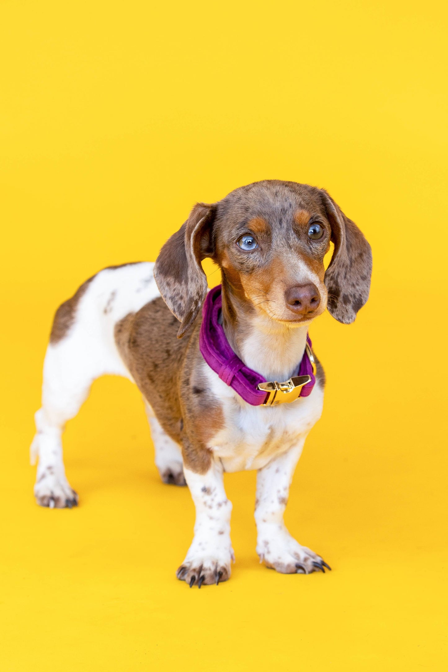 Purple Dog Collar