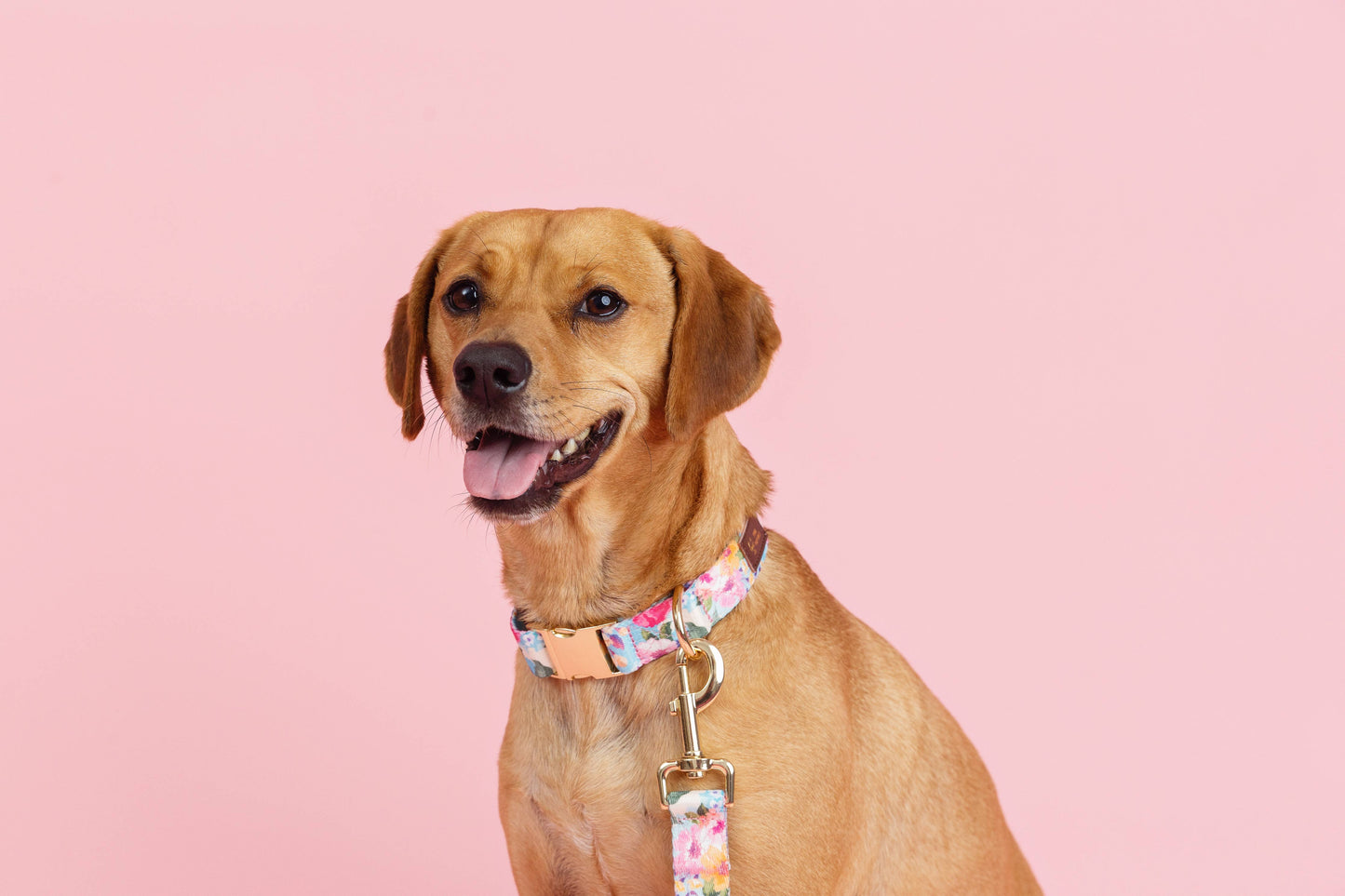 Blue Undertone Floral Dog Collar