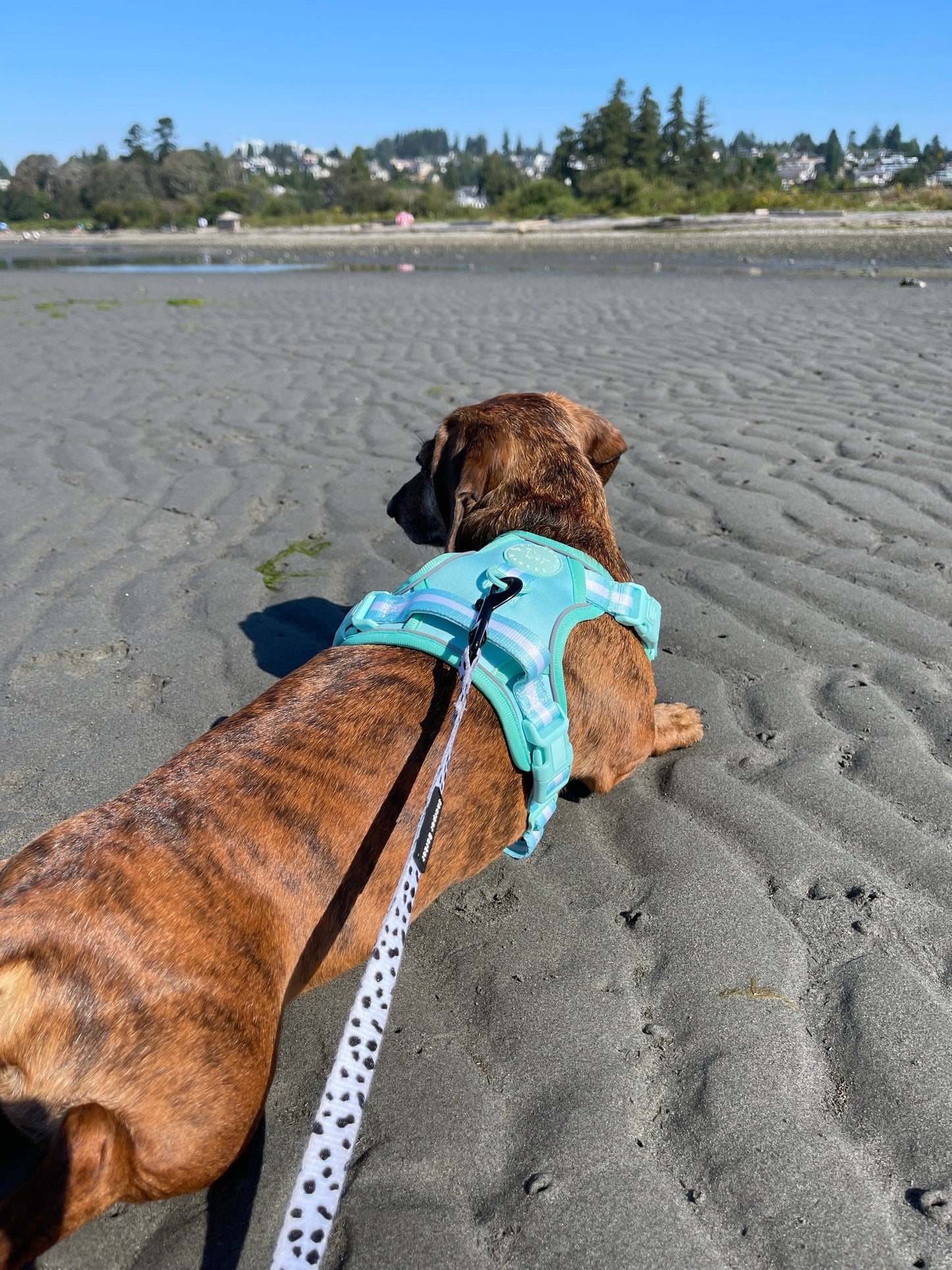 No Pull Comfort Dog Harness - Turquoise