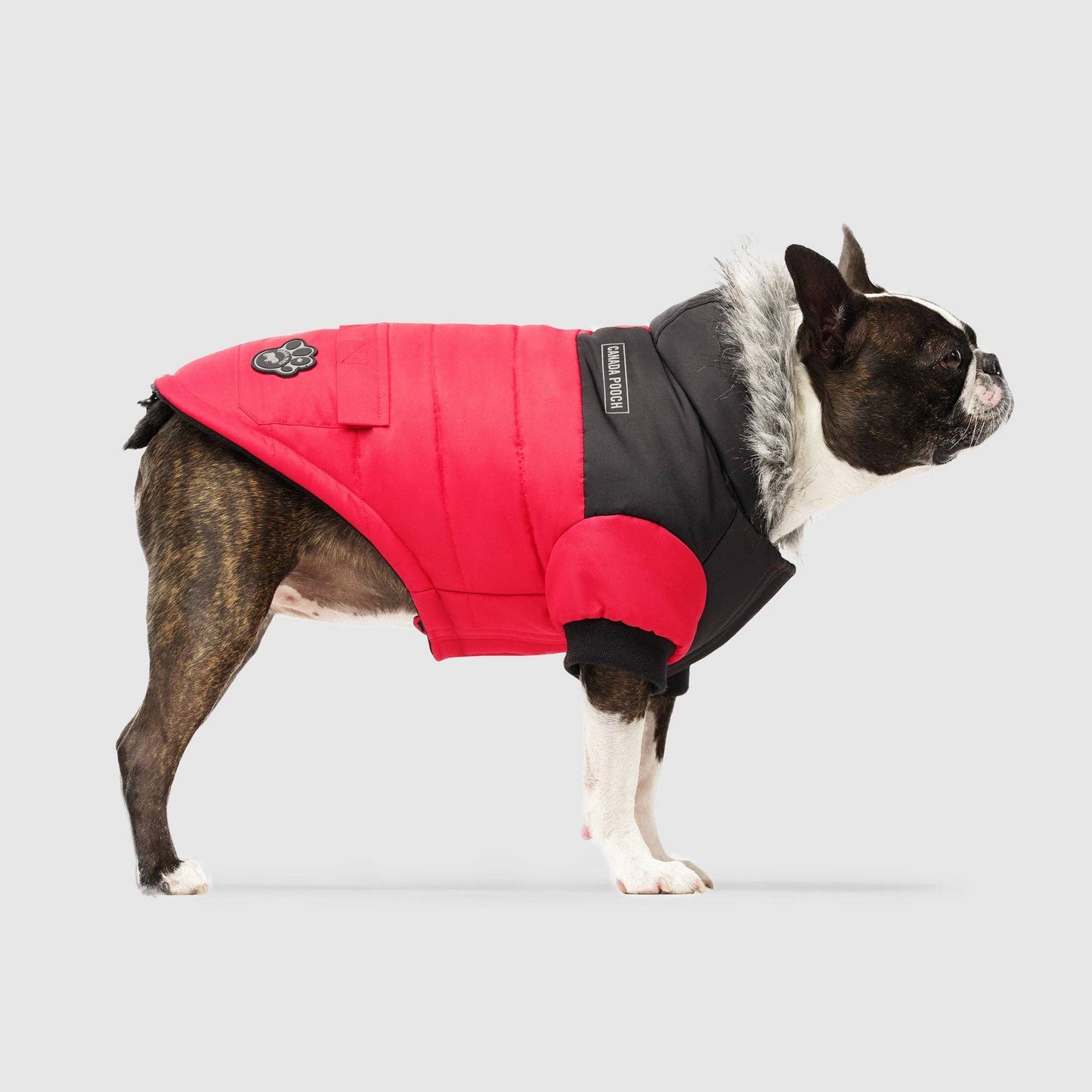 True North Dog Parka: Yellow / 20+
