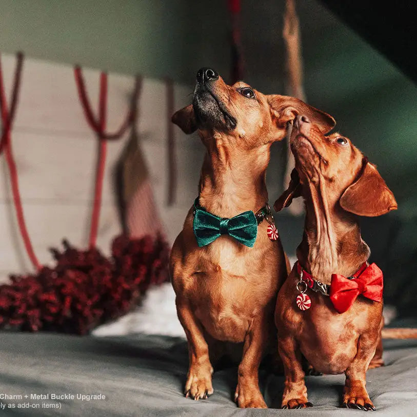Hunter Green Velvet Bow Tie for Cats + Small Dogs