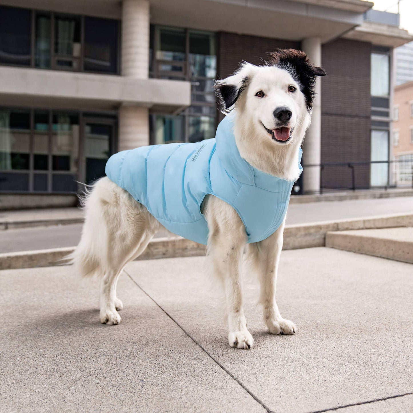 Waterproof Dog Puffer: Black / 18