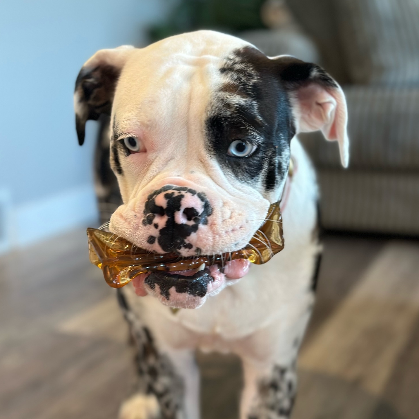Mighty Marrows Collagen Dental Chew - Spirulina Beef