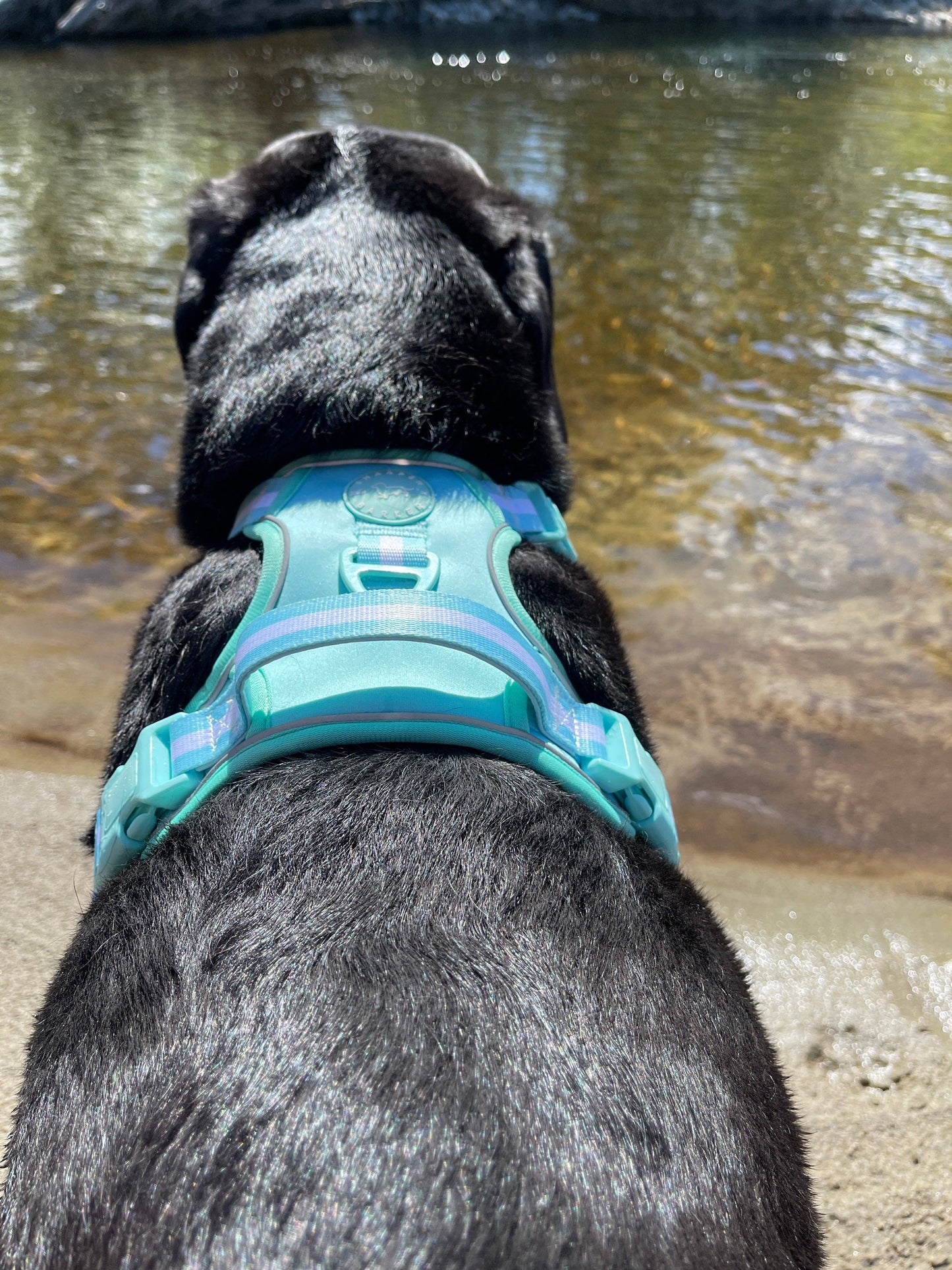 No Pull Comfort Dog Harness - Turquoise