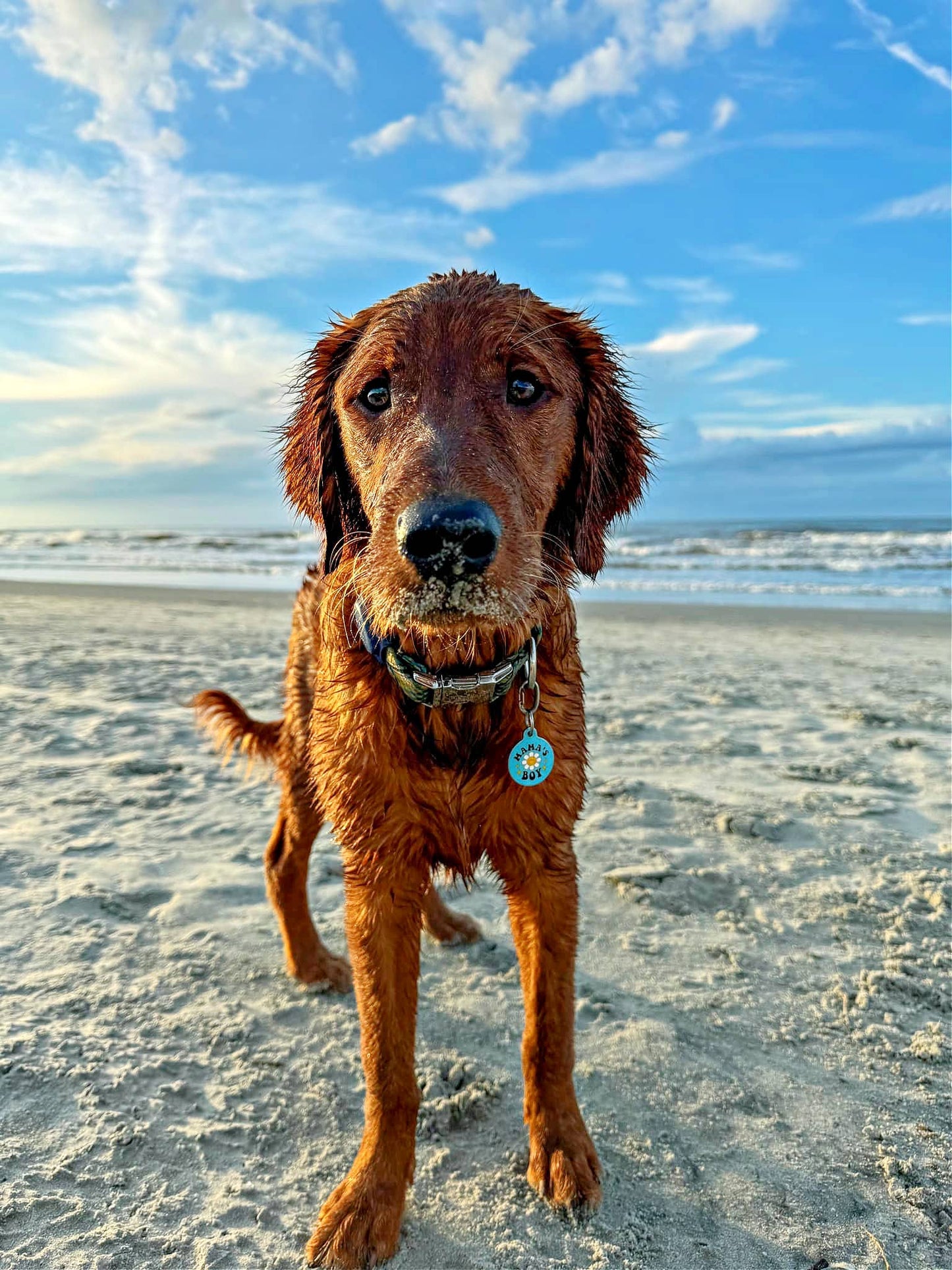 Mama's Boy Daisy Tag