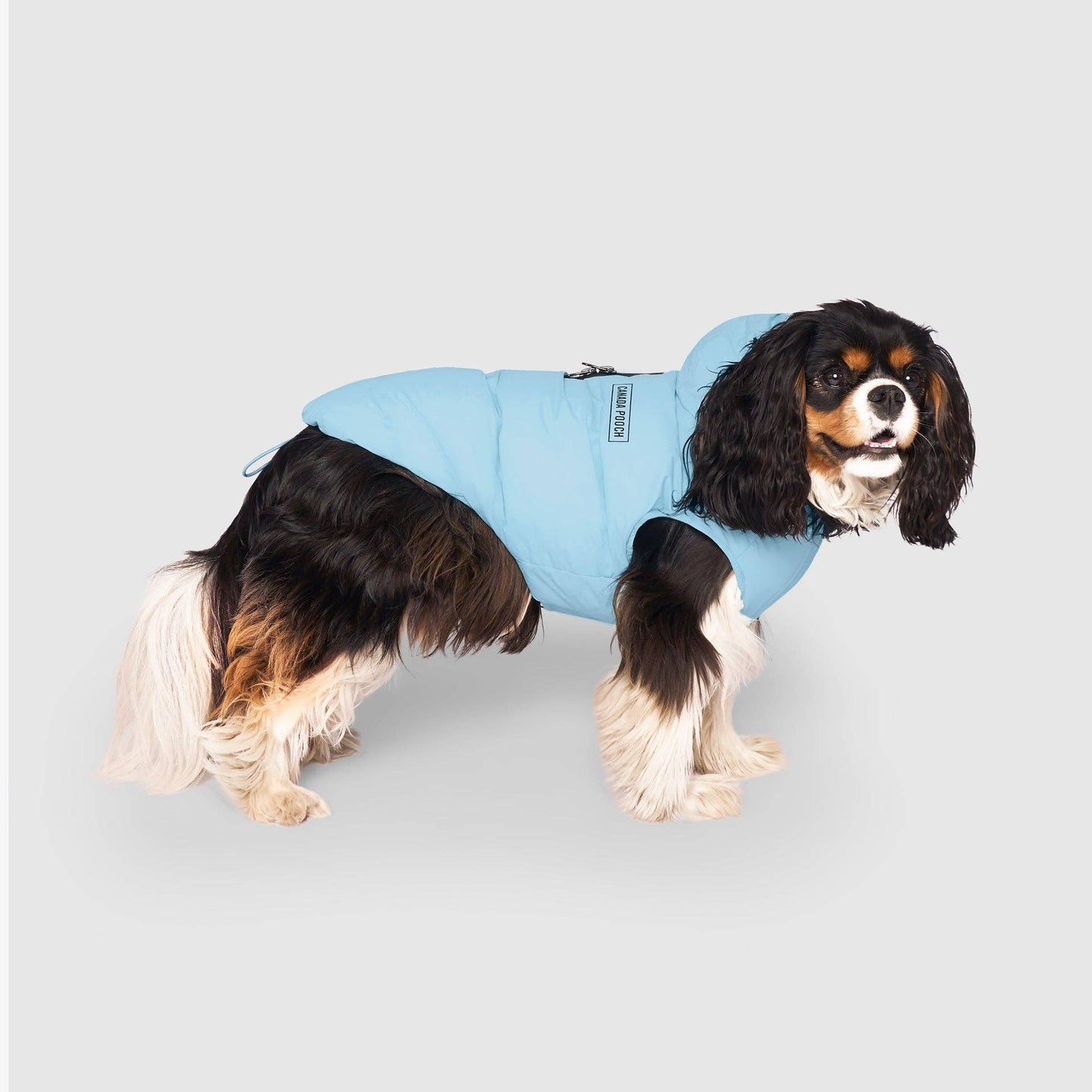 Waterproof Dog Puffer: Black / 18