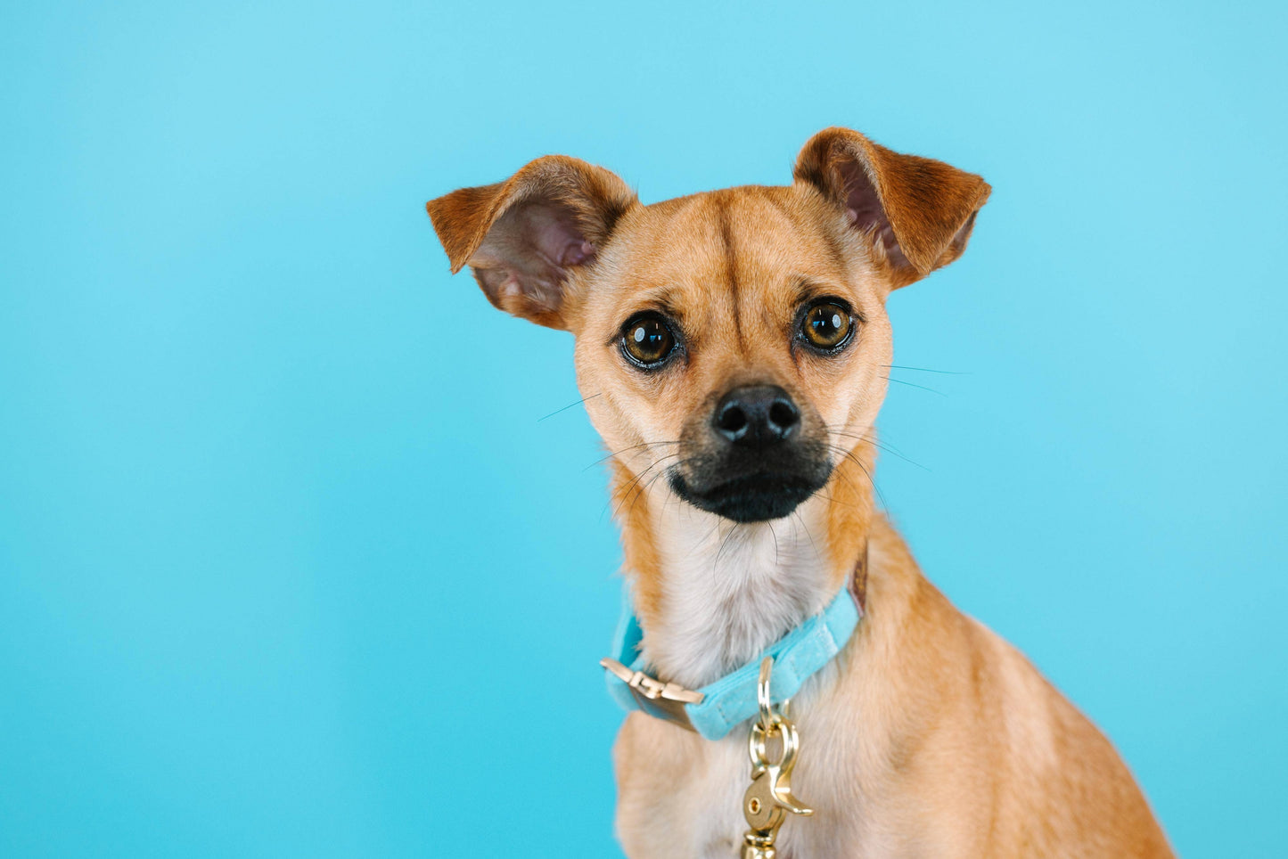 Perry Blue Dog Collar