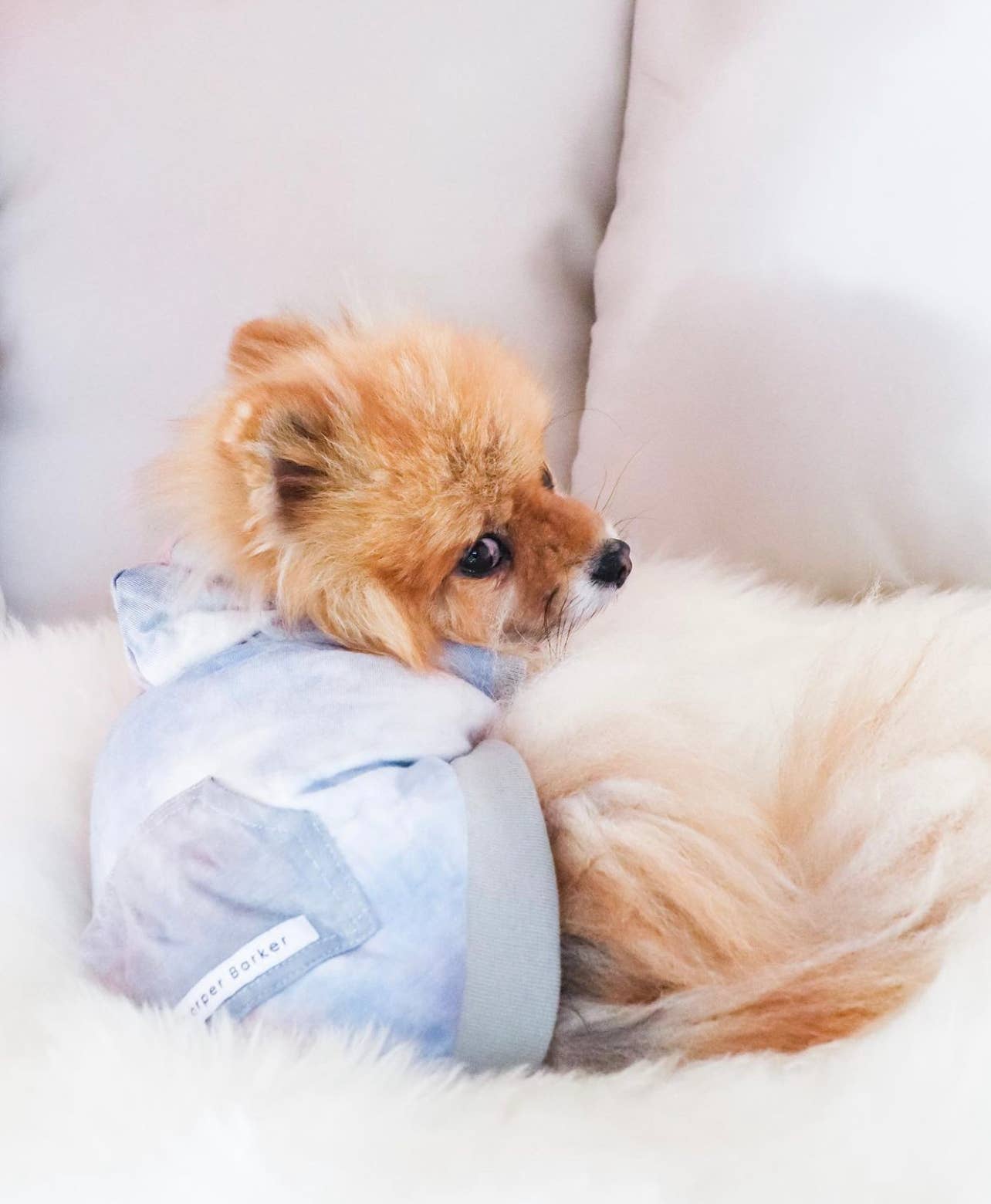 Tie Dye Dog Hoodie