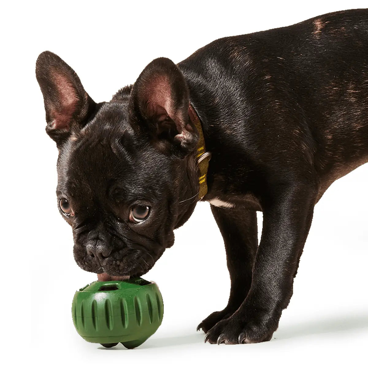 Woof Pupsicle Pops