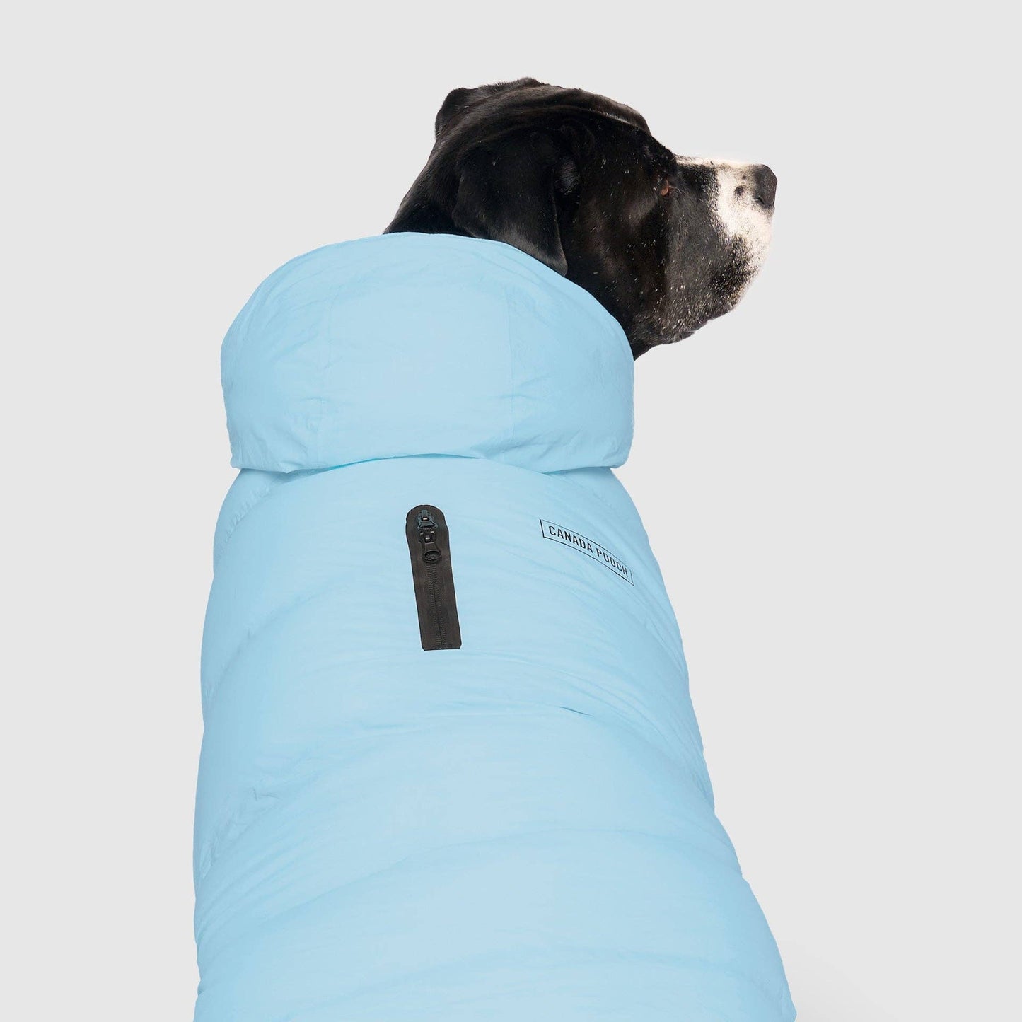 Waterproof Dog Puffer: Black / 18
