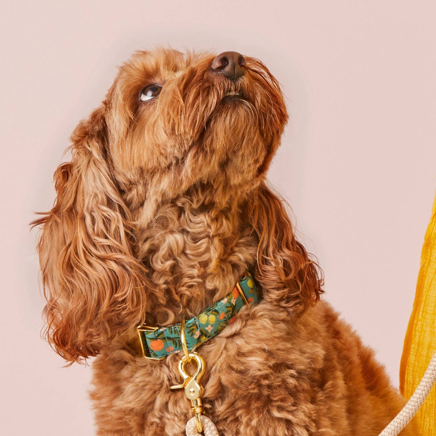 Citrus Floral Dog Collar