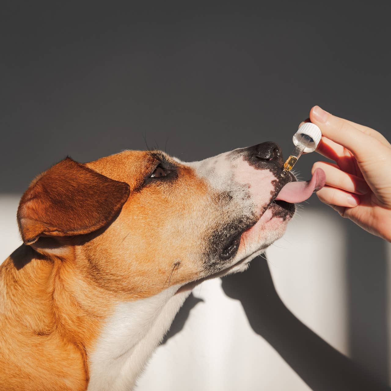 Raw Hemp Seed Oil for Dogs Omega, 3, 6 and 9