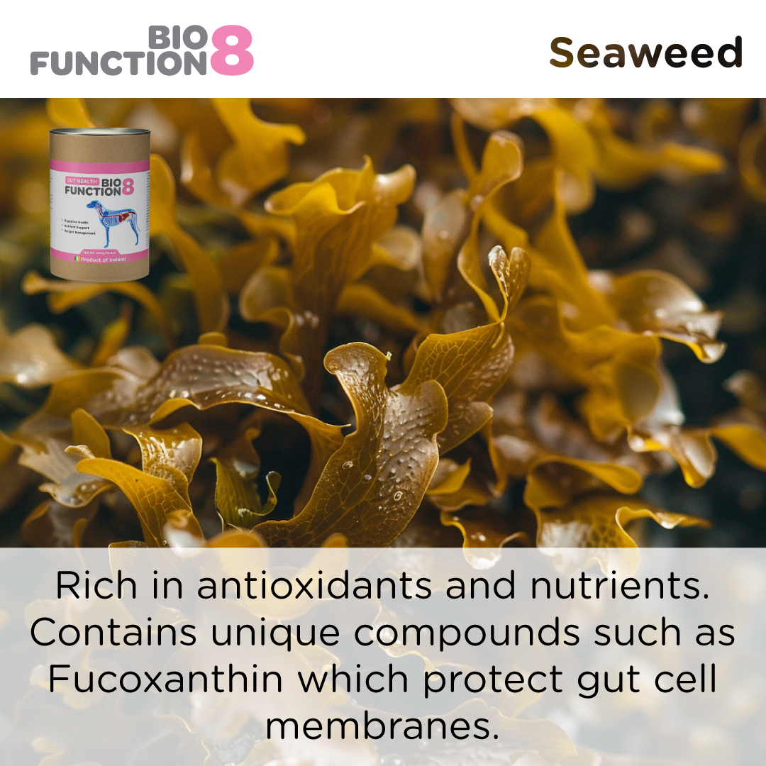 Biofunction8 Gut Health Supplement - 300 grams