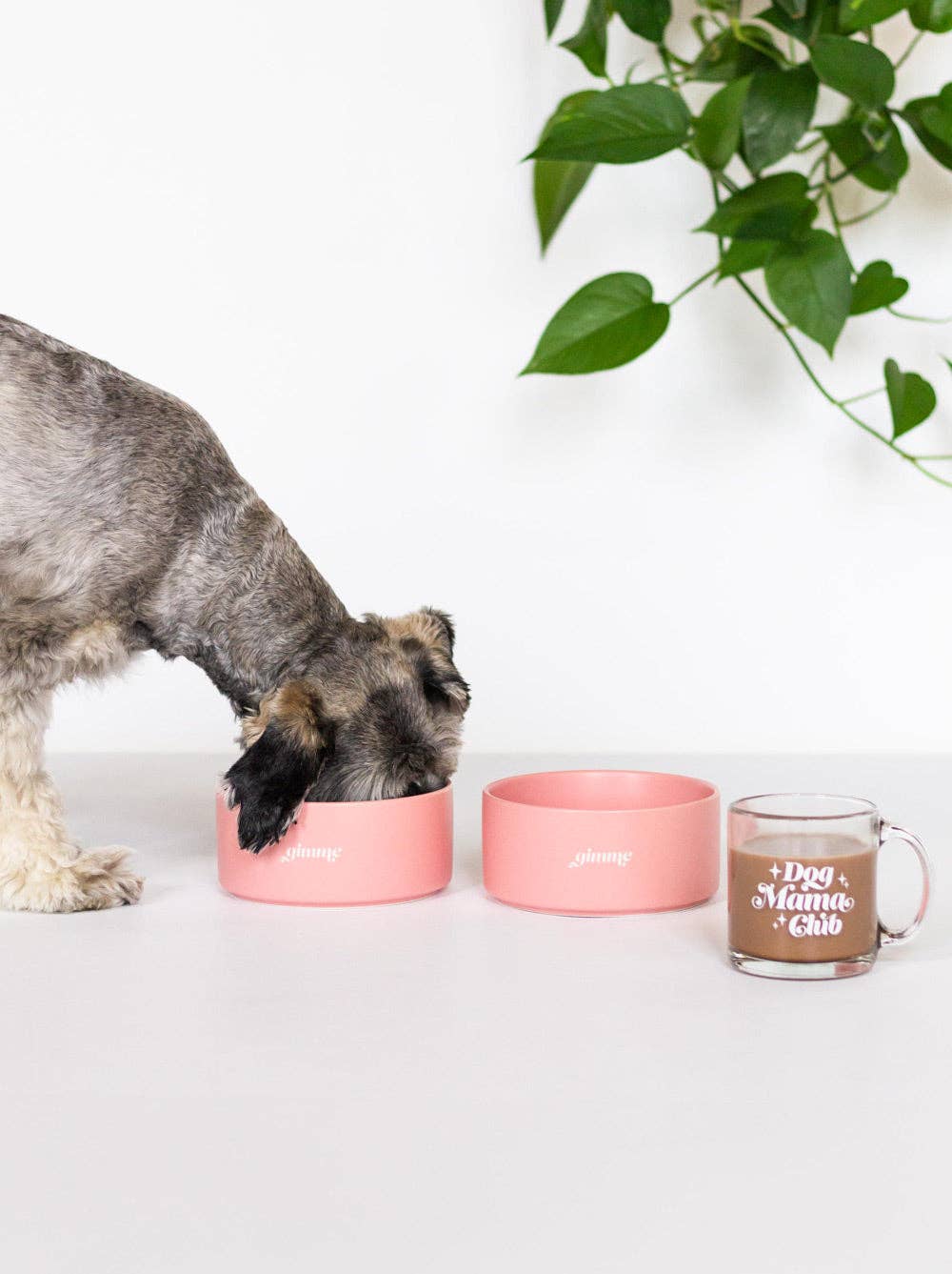 Gimme Ceramic Dog Bowl