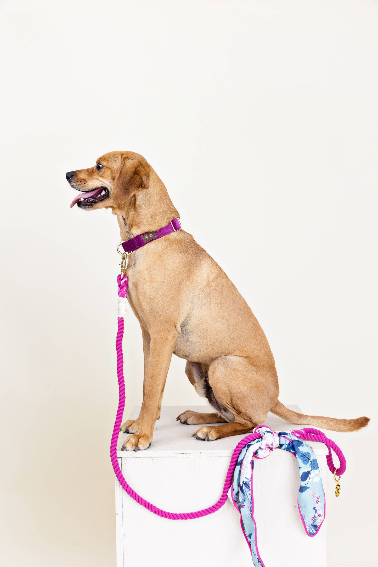 Purple Dog Collar