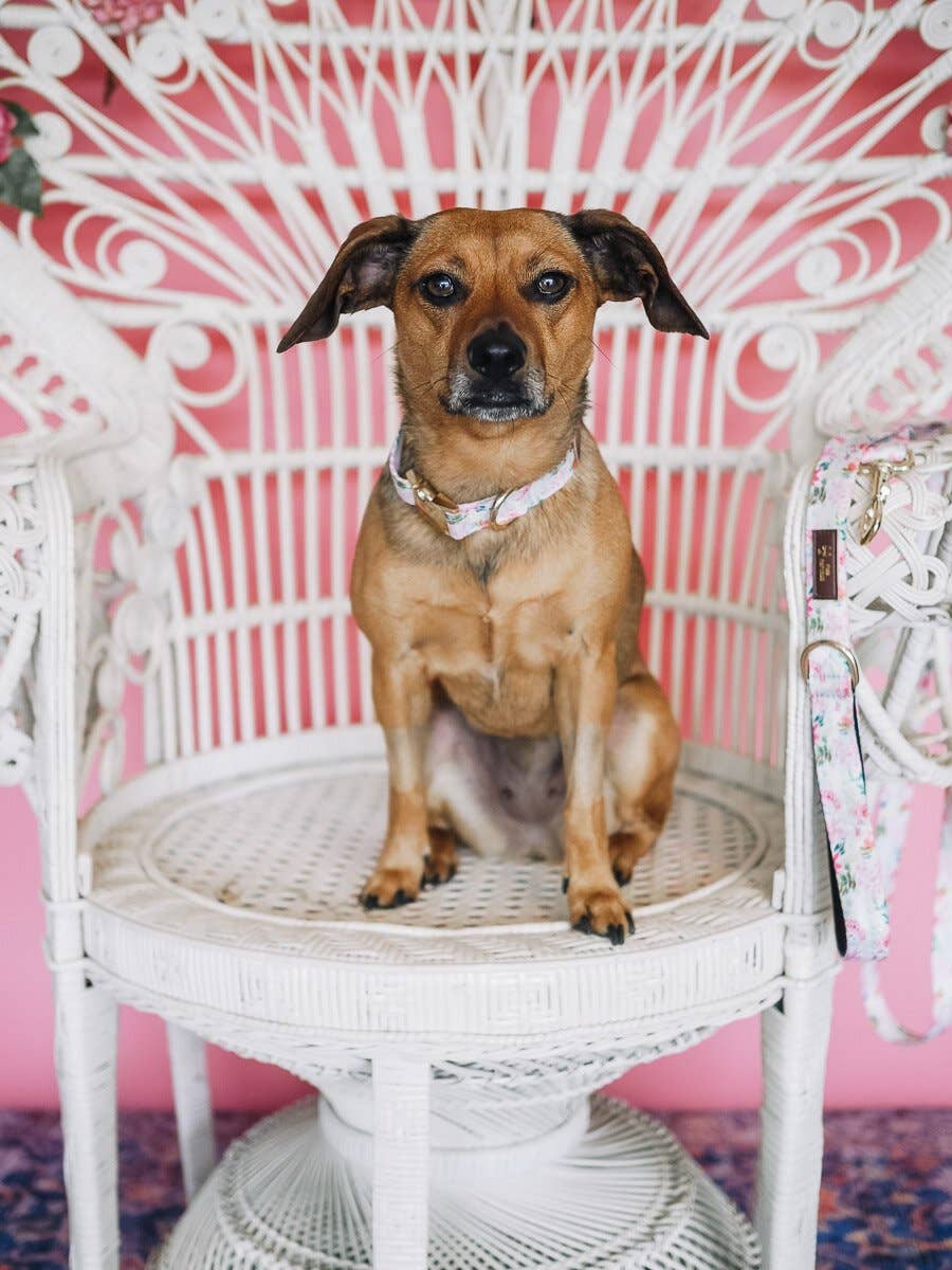 Isabella Floral Dog Collar