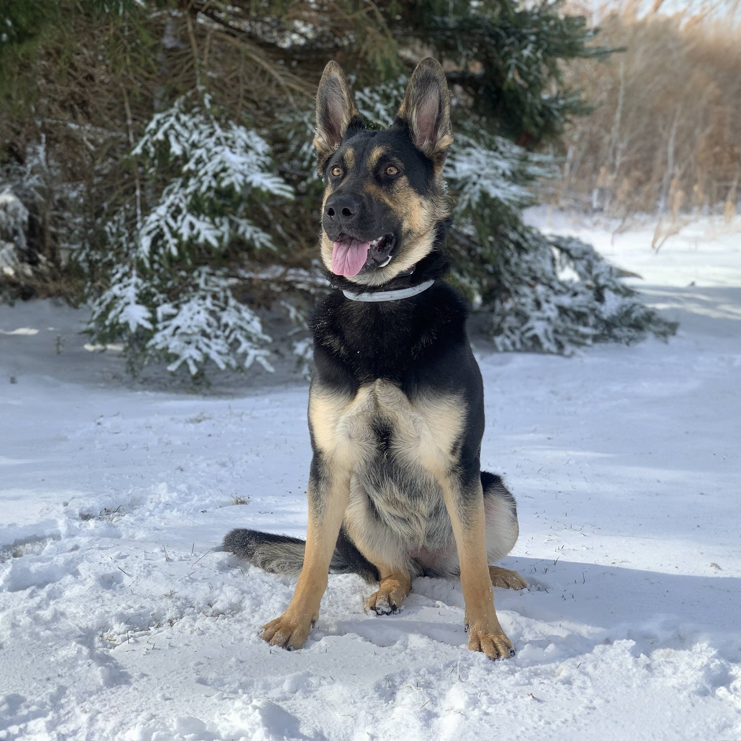 Dog Paw Protection - Snow Wax 2oz