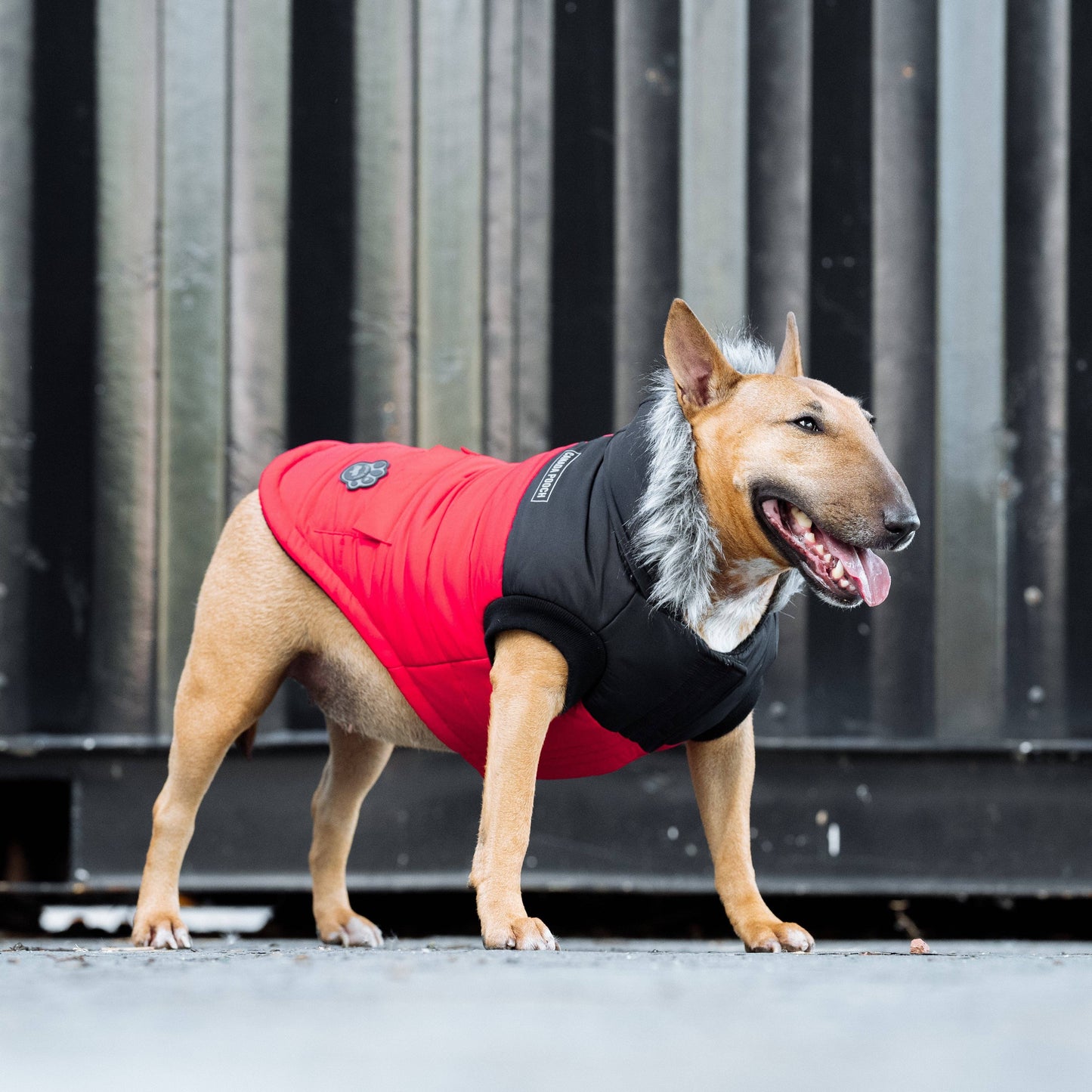 True North Dog Parka: Black / 18