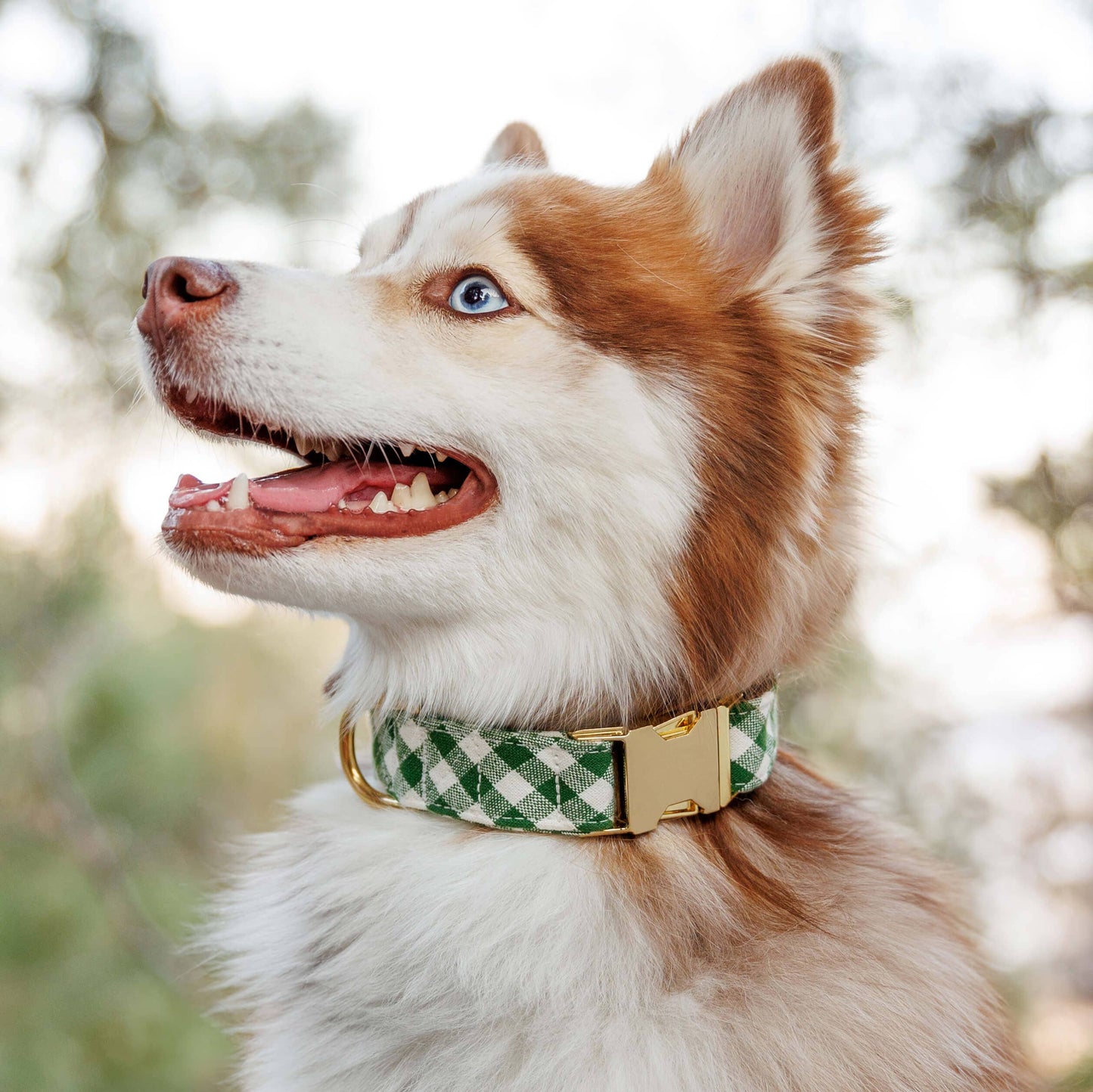 Plaid Hunter Green Dog Collar