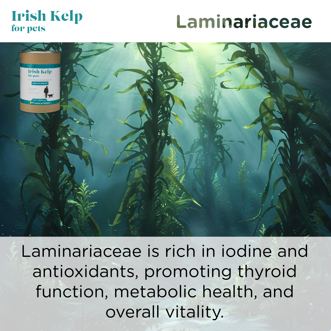 Irish Kelp - 150 grams