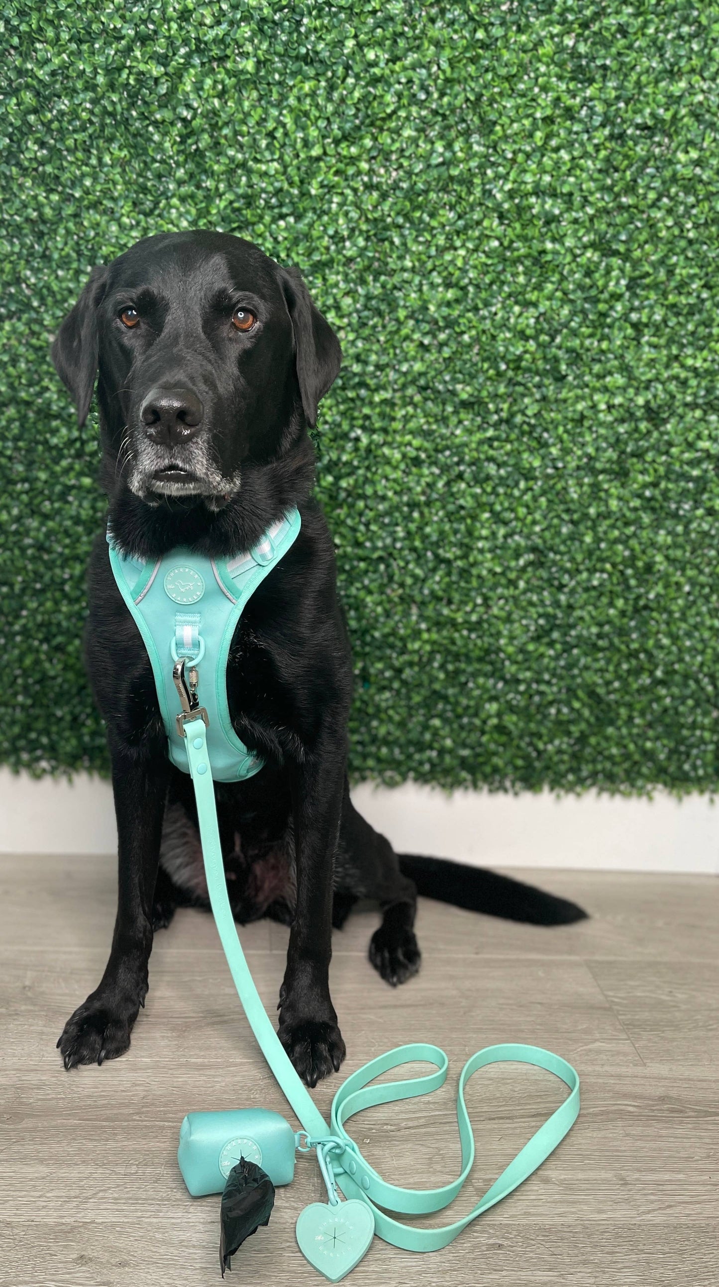 No Pull Comfort Dog Harness - Turquoise