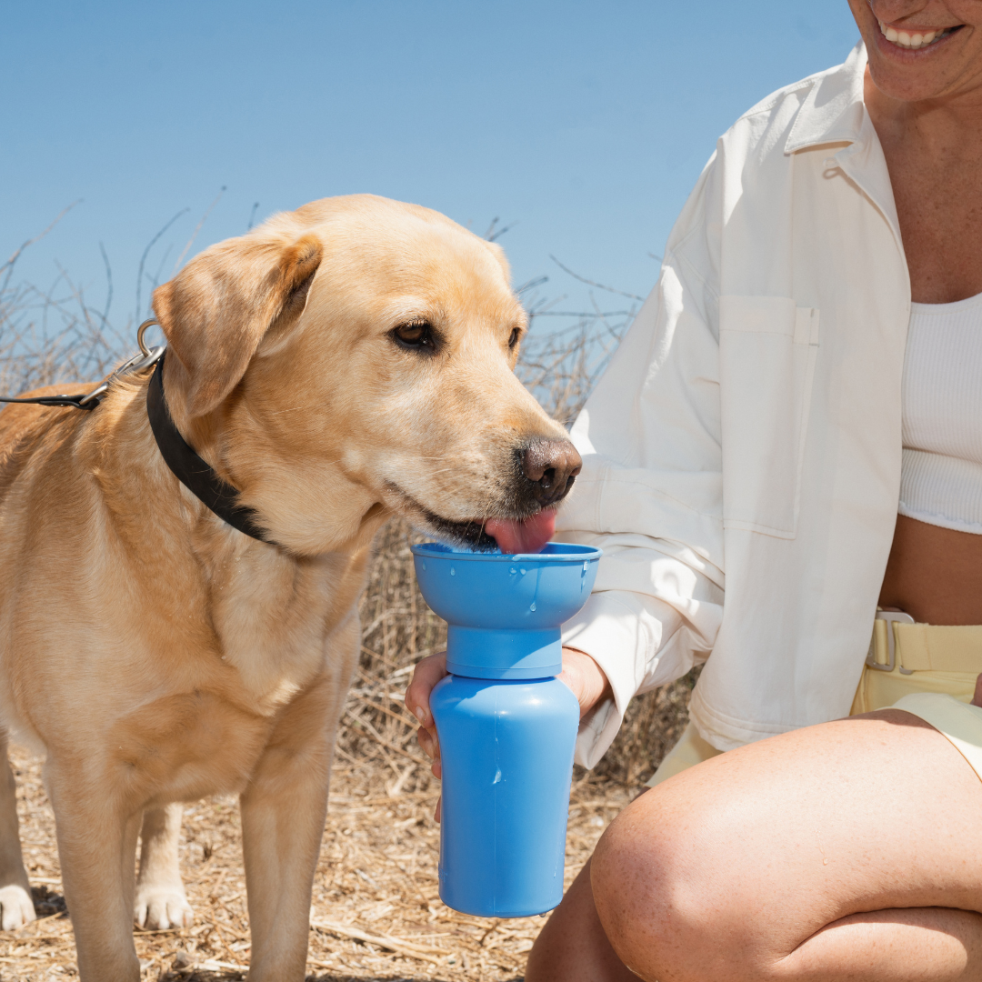 Dog Travel Water Bottle, 20oz, Flip Silicone (Mixed 12 Pack)