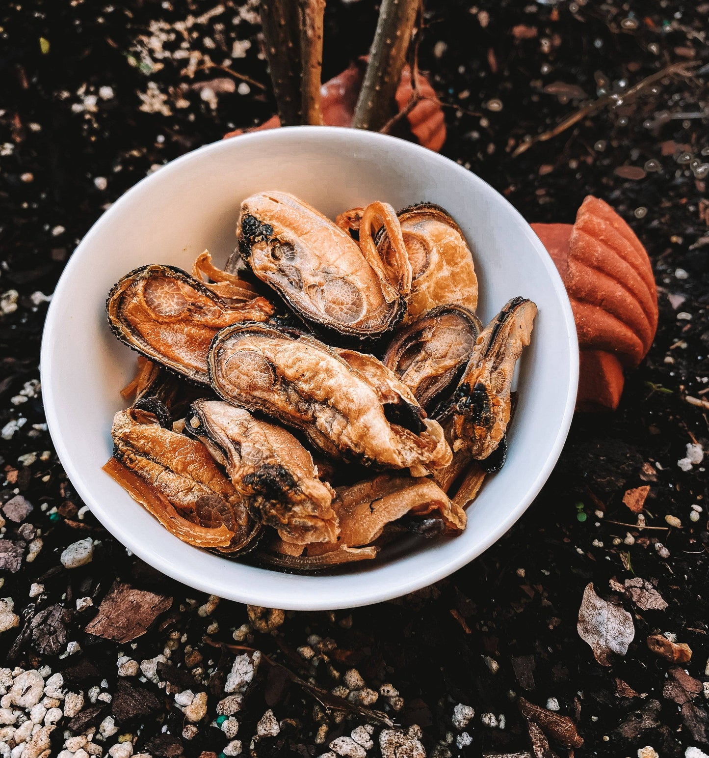 Dehydrated Green Lipped Mussels (NZ): 3 oz
