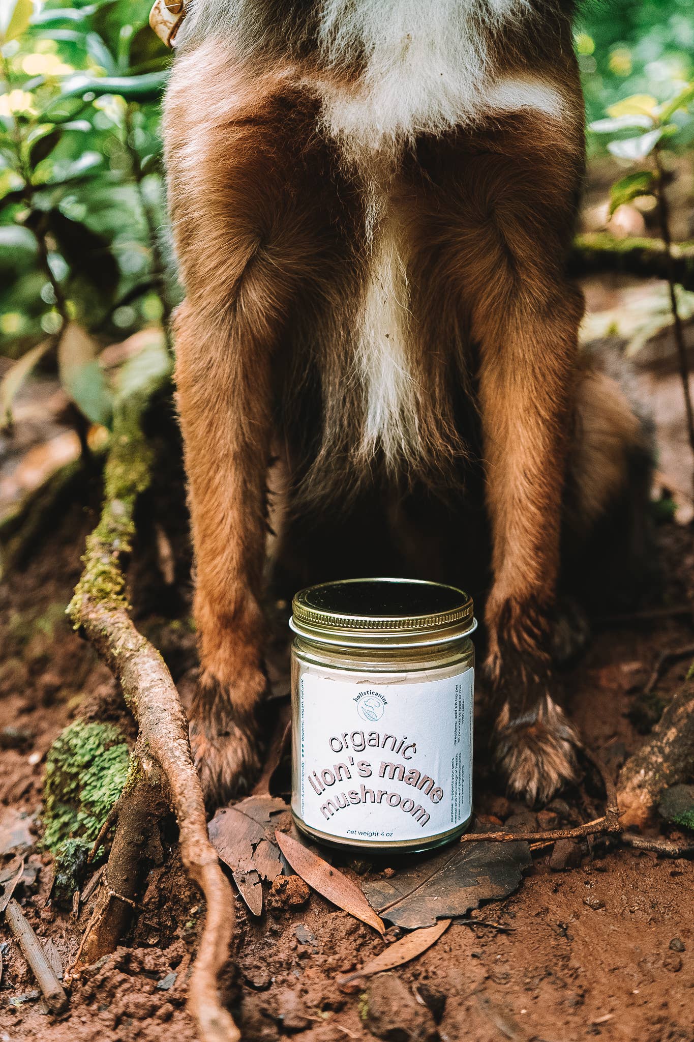Organic Lion's Mane Mushroom Supplement