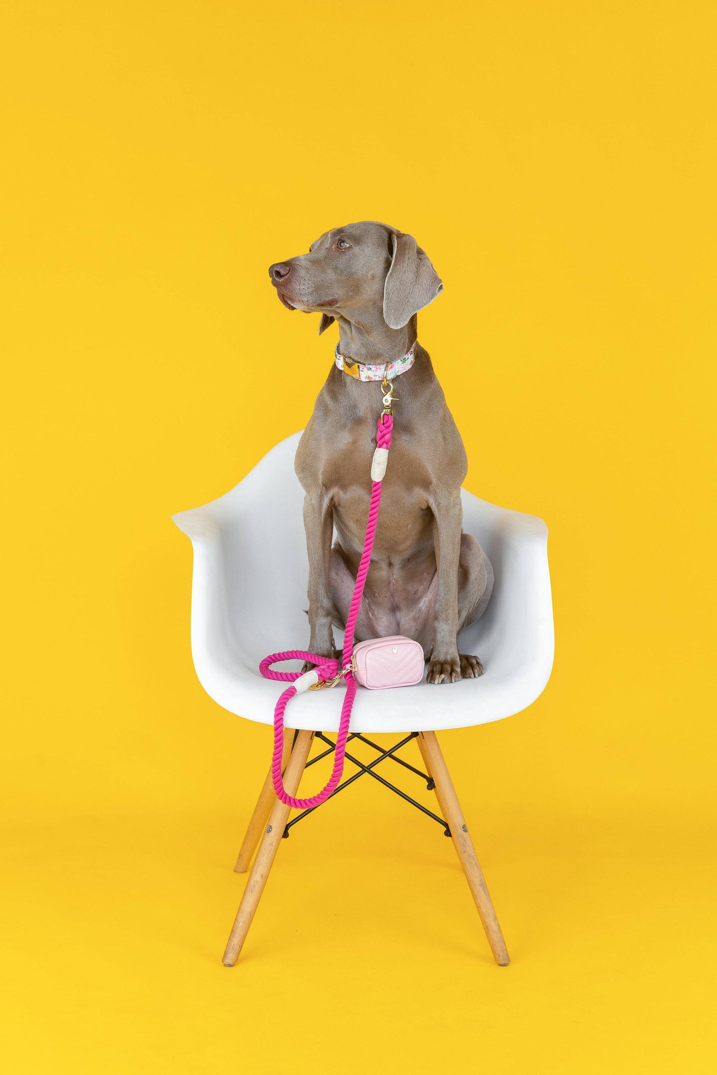Isabella Floral Dog Collar