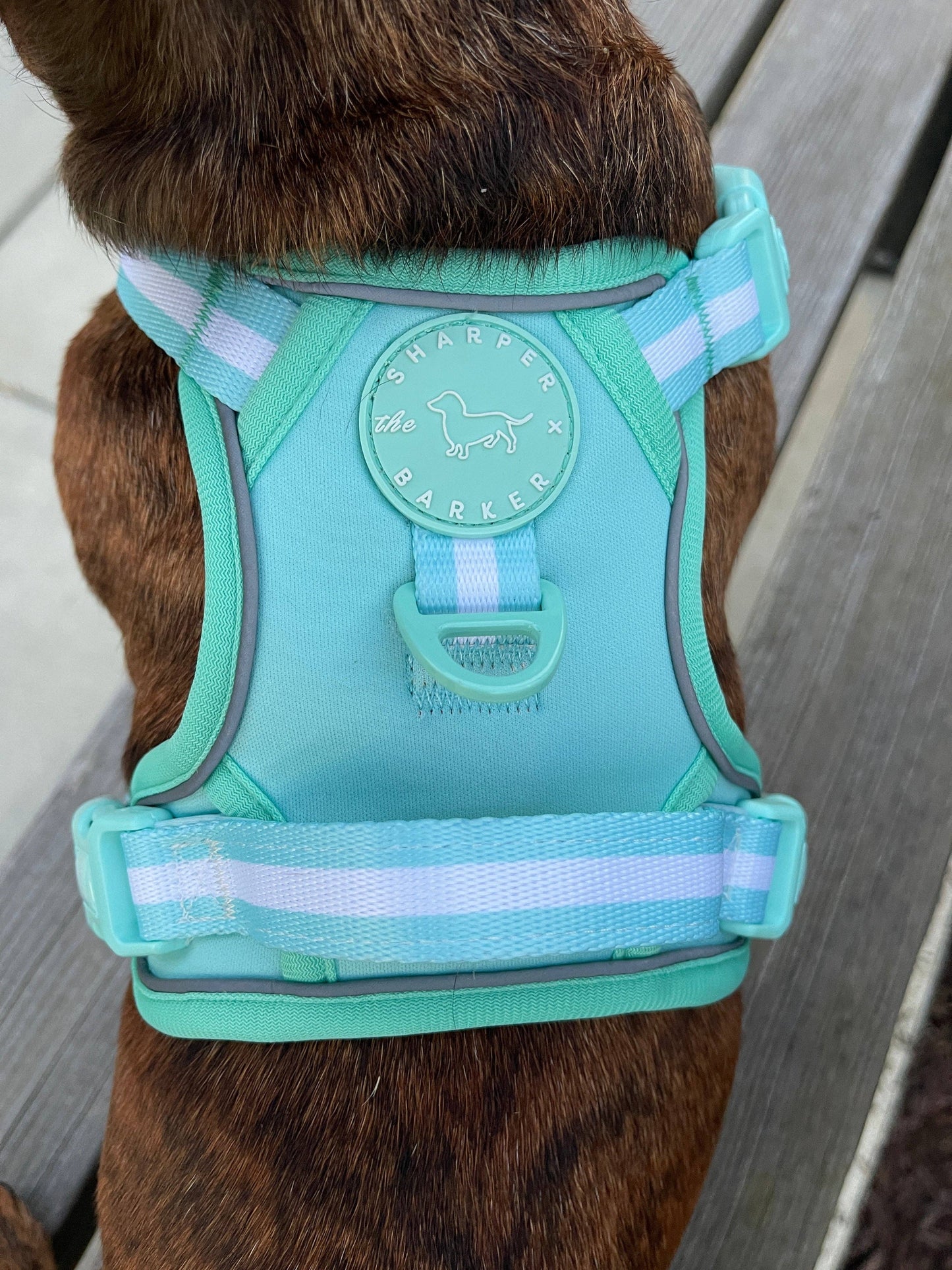 No Pull Comfort Dog Harness - Turquoise