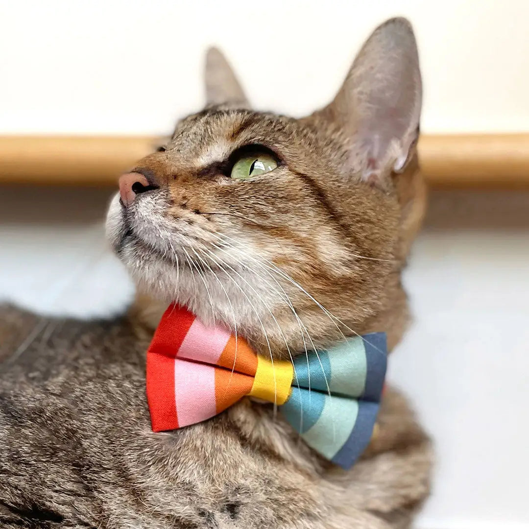 Carousel Bow Tie for Cats + Small Dogs