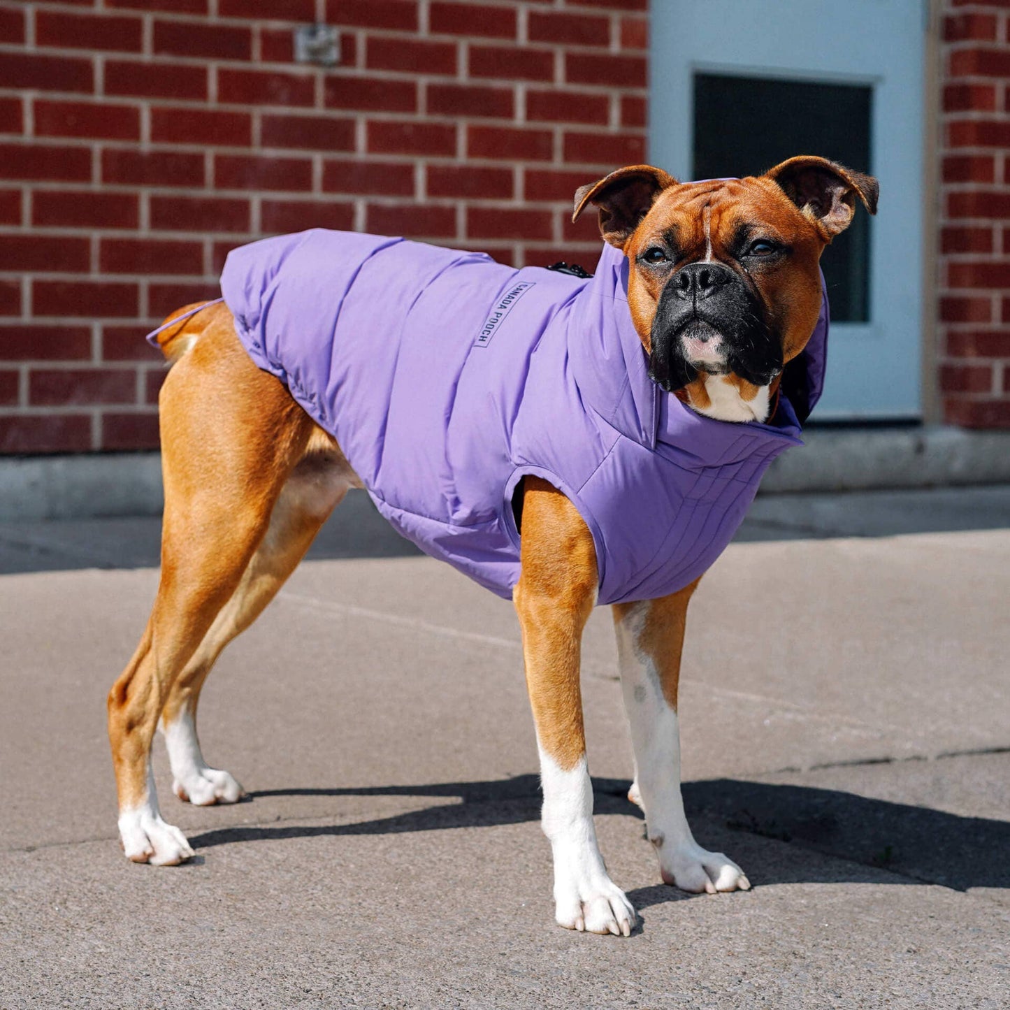 Waterproof Dog Puffer: Black / 18