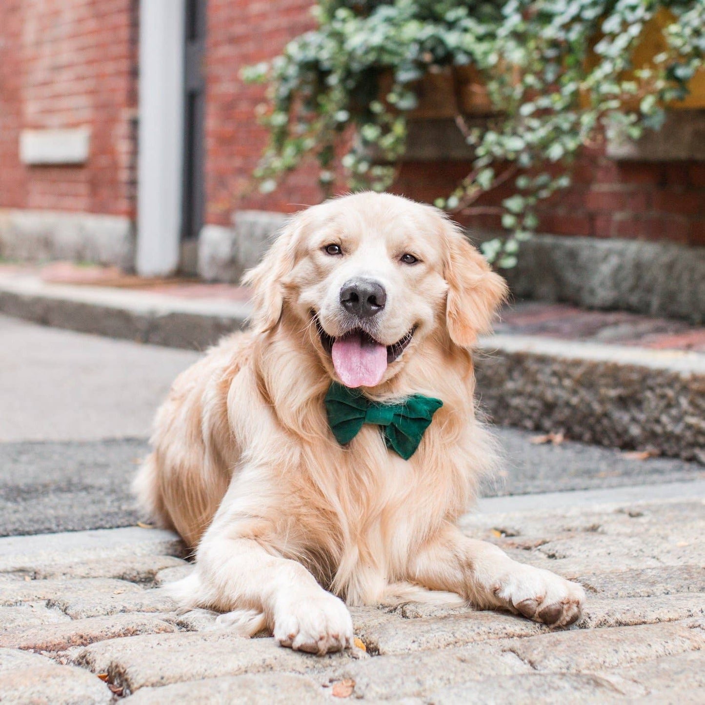 Forest Green Velvet Bow Tie