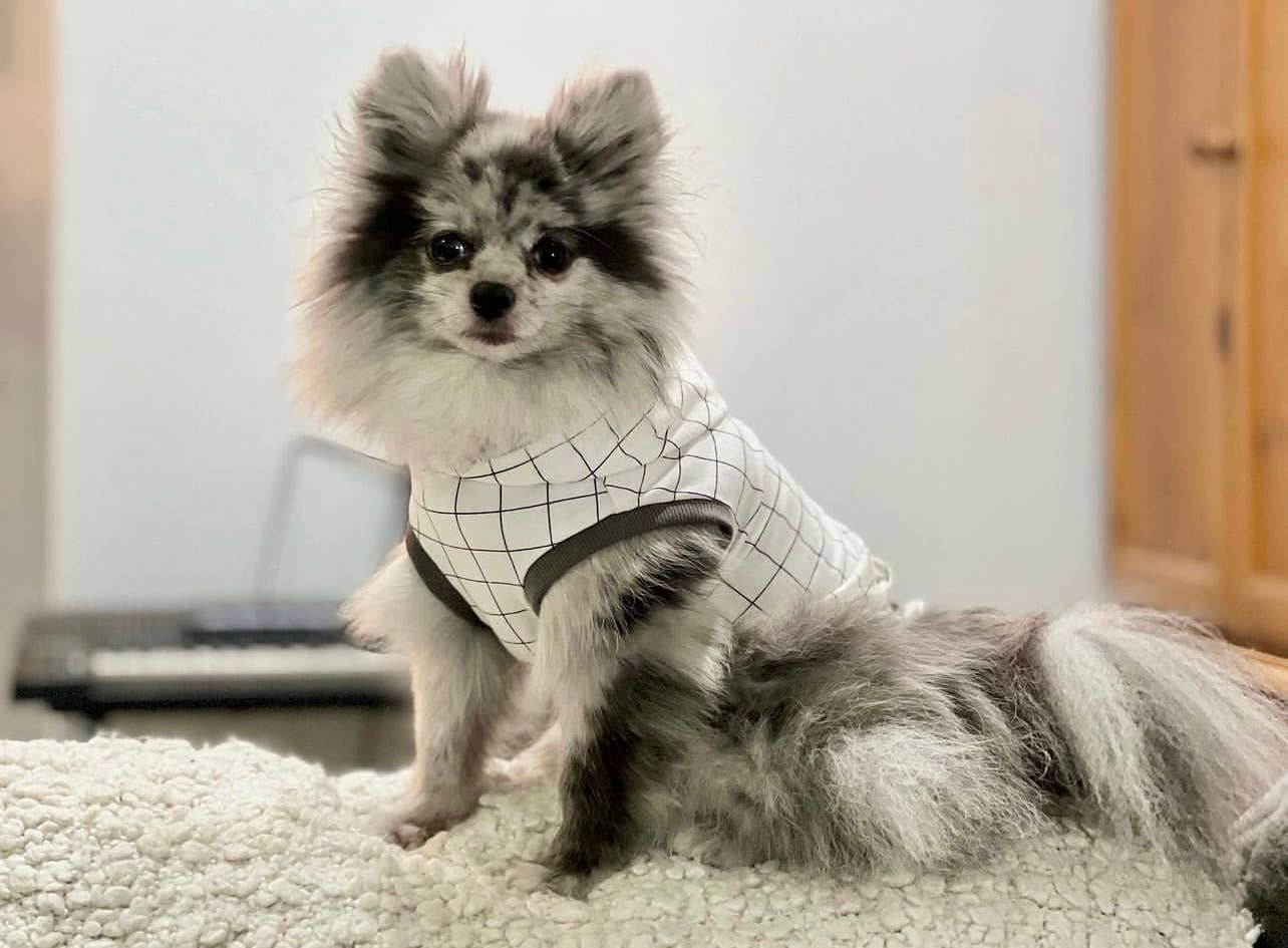 Grid Dog Hoodie
