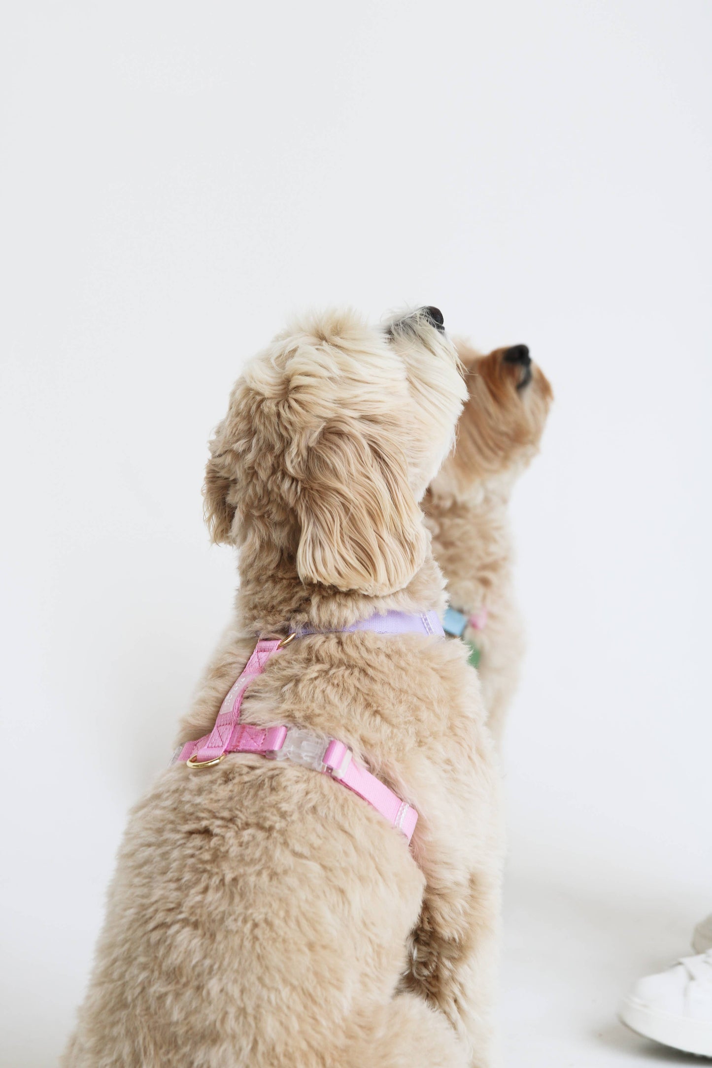 Lavender & Pink Dog Strap Harness