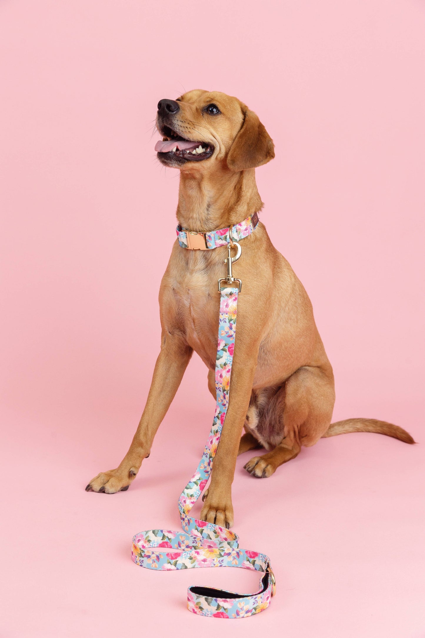Blue Undertone Floral Dog Collar